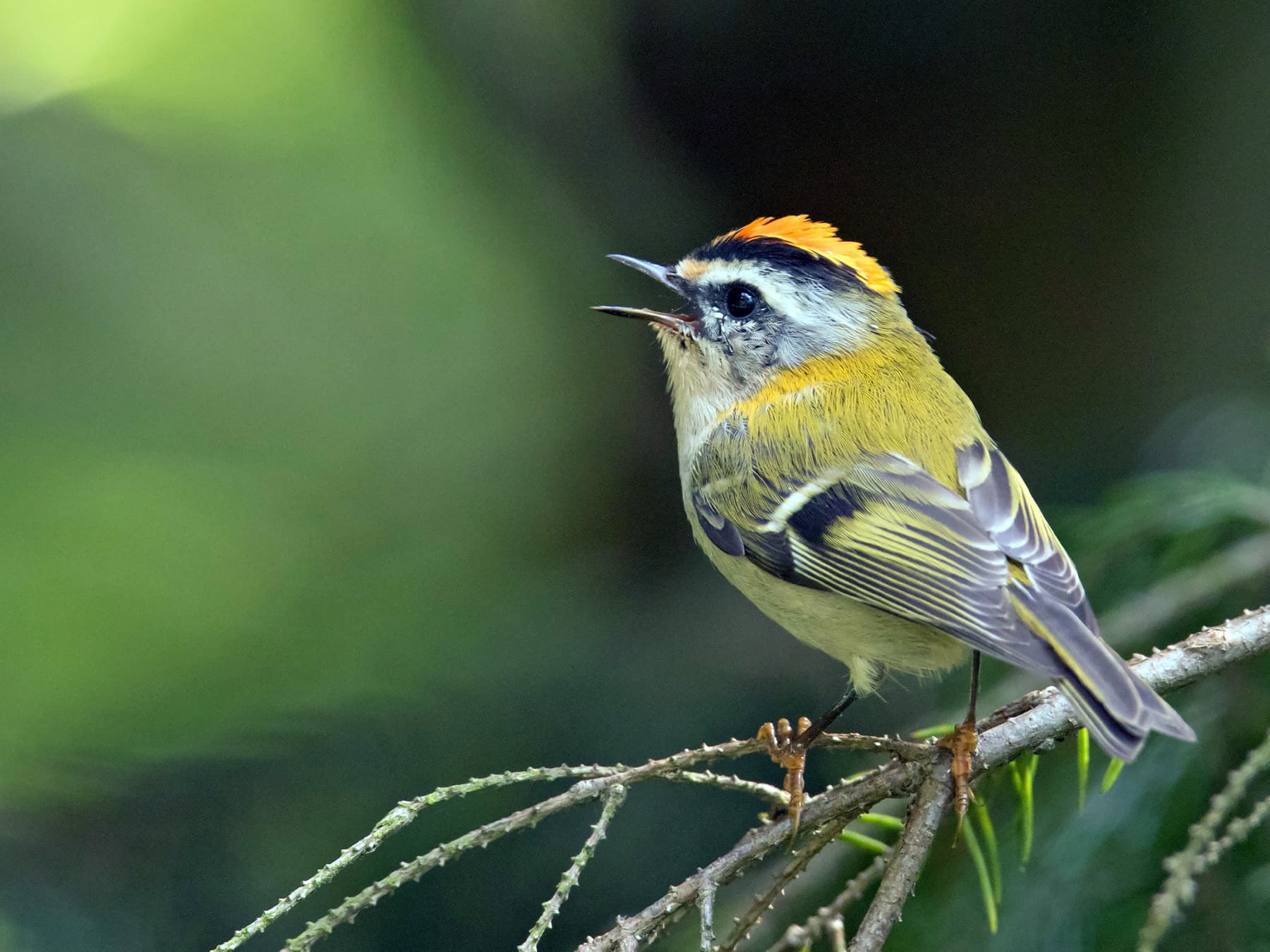 Firecrest perched in the forest singing