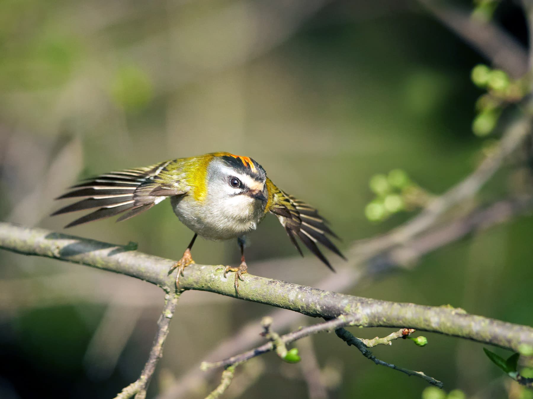 Firecrest landing on a branch