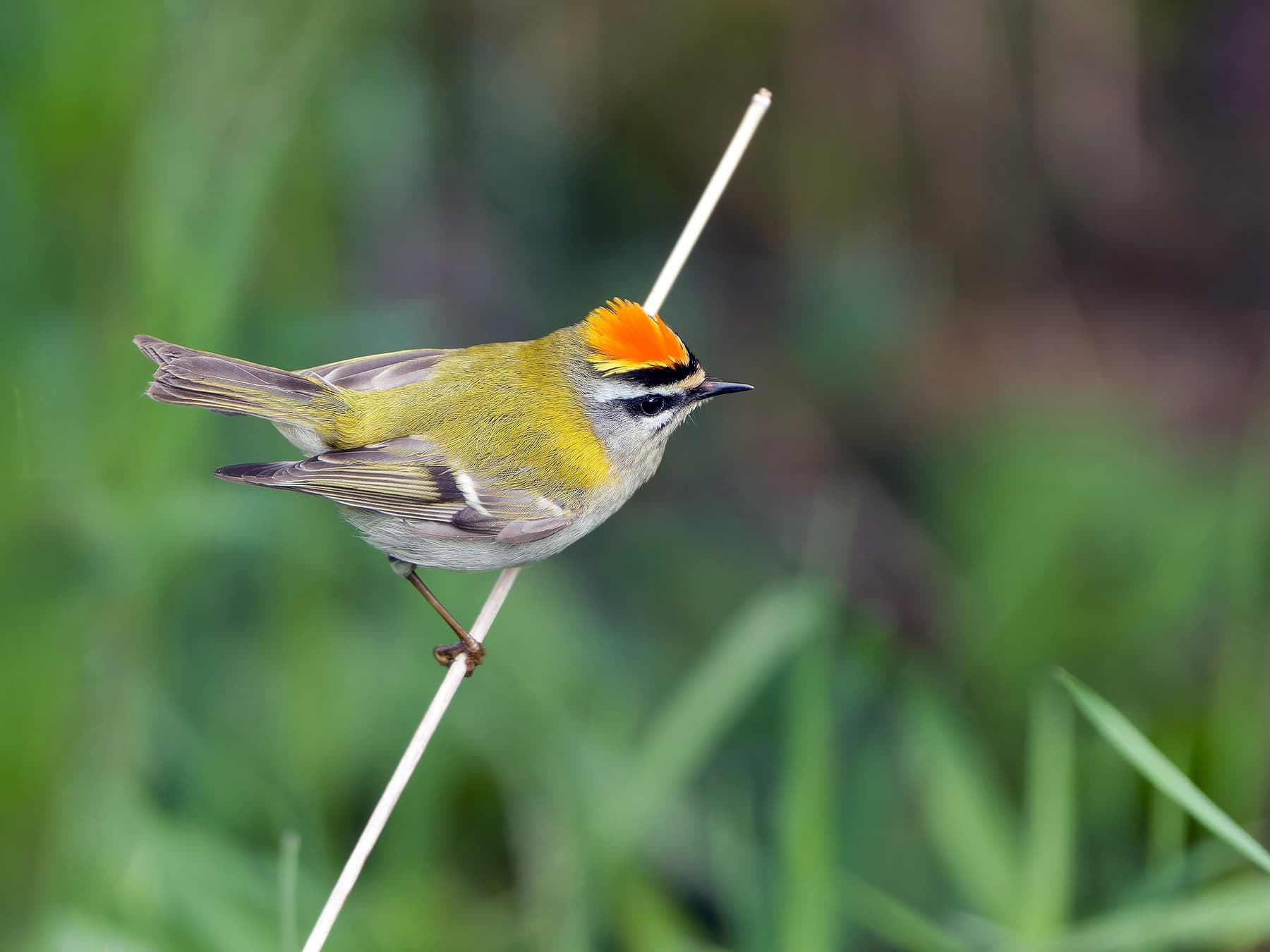 Firecrest resting on a grass stalk