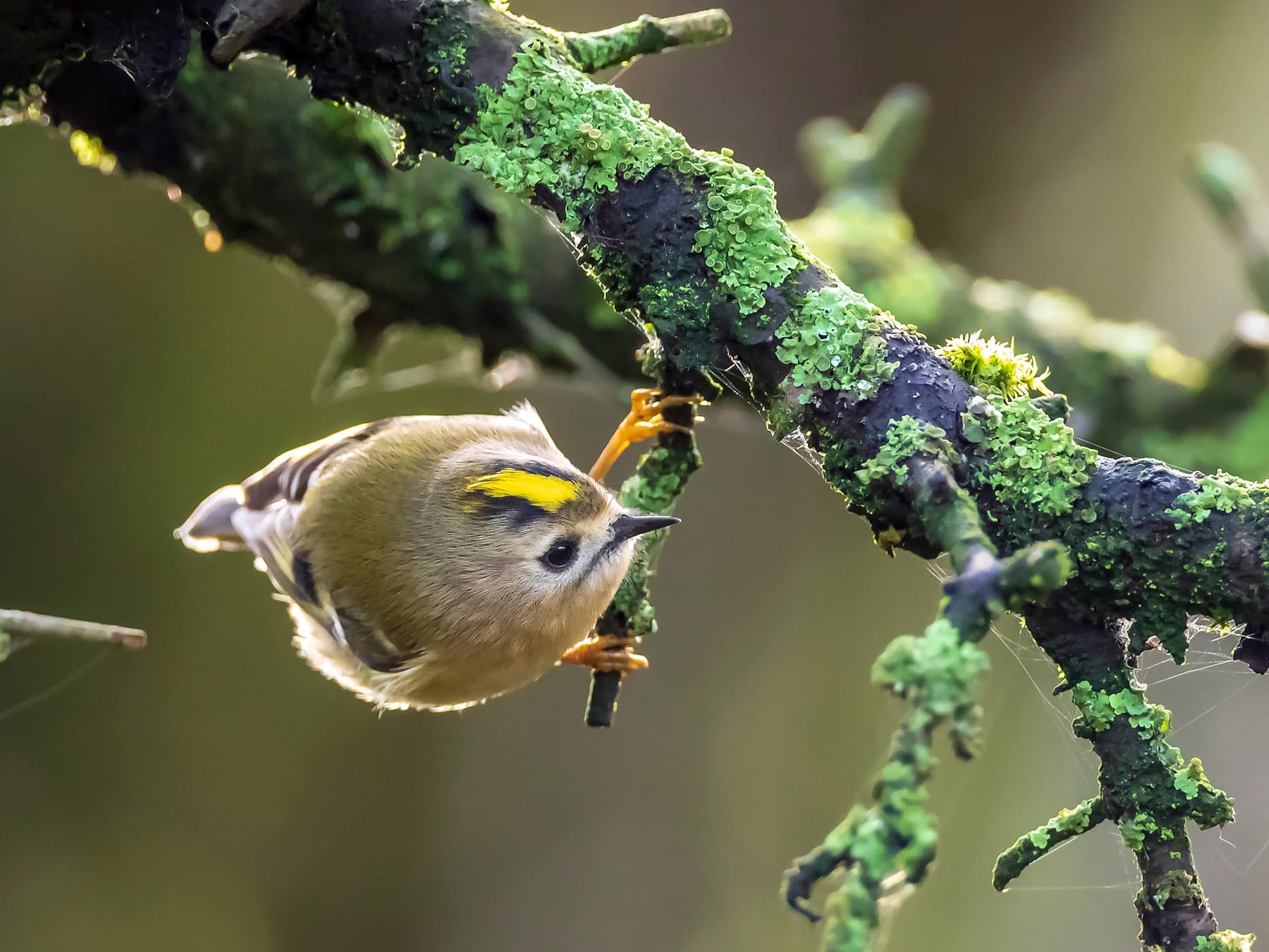 Firecrest searching for prey