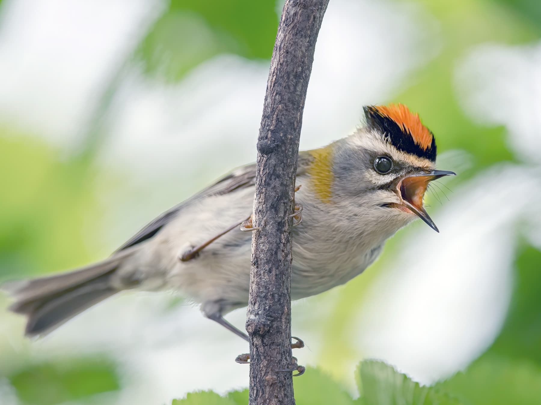 Firecrest in song
