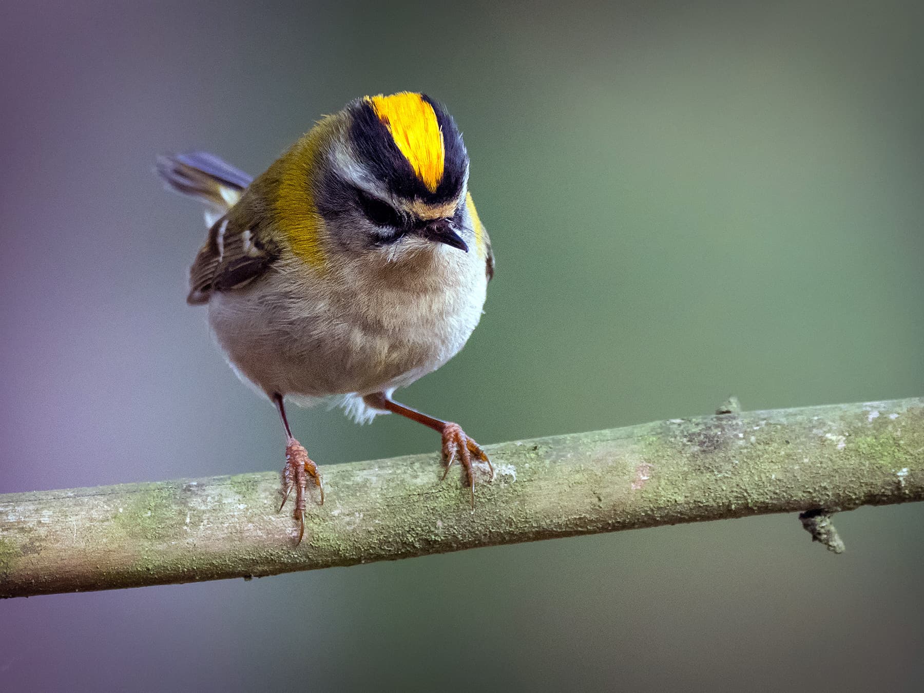 Firecrest perching on a branch
