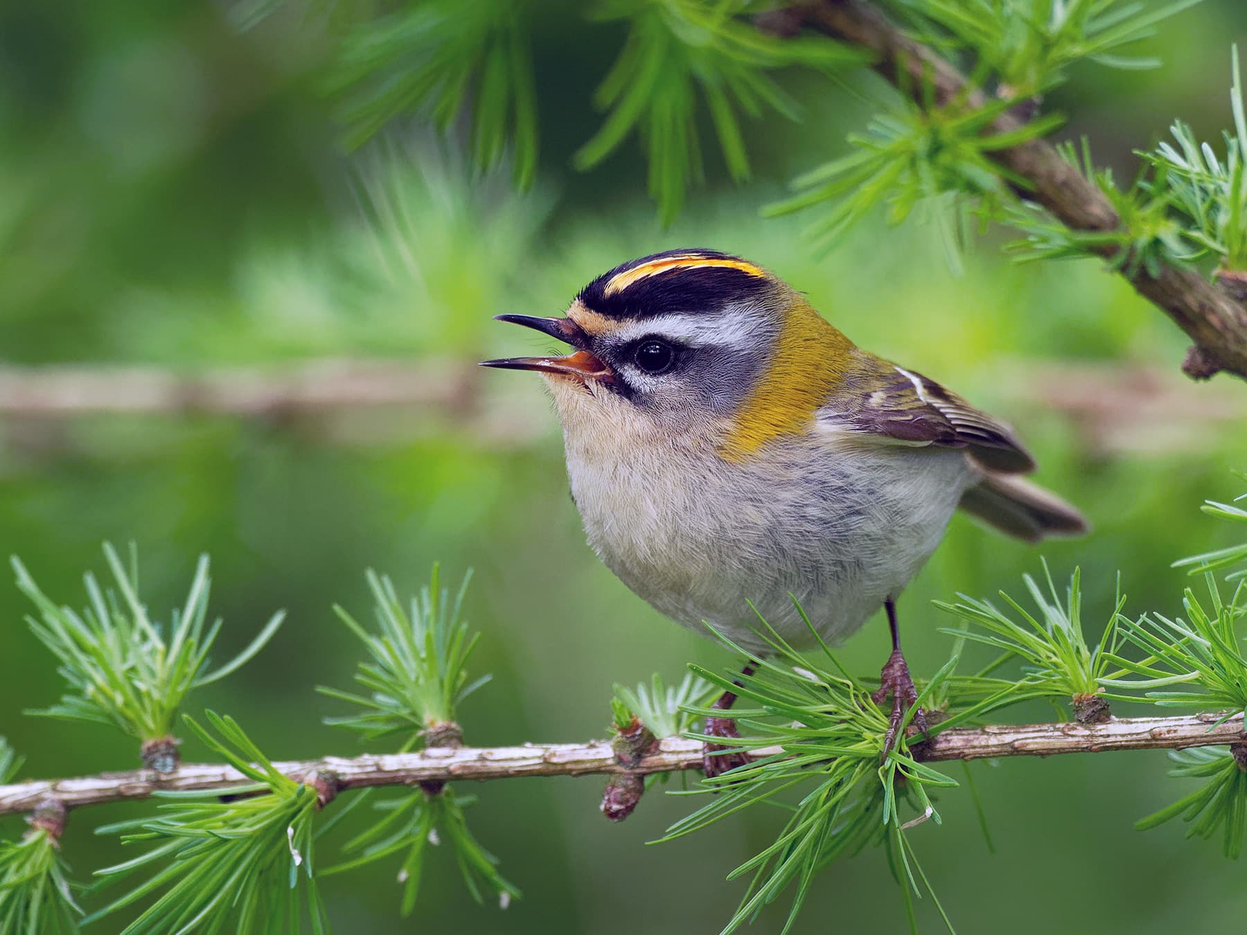Firecrest perching in nesting habitat