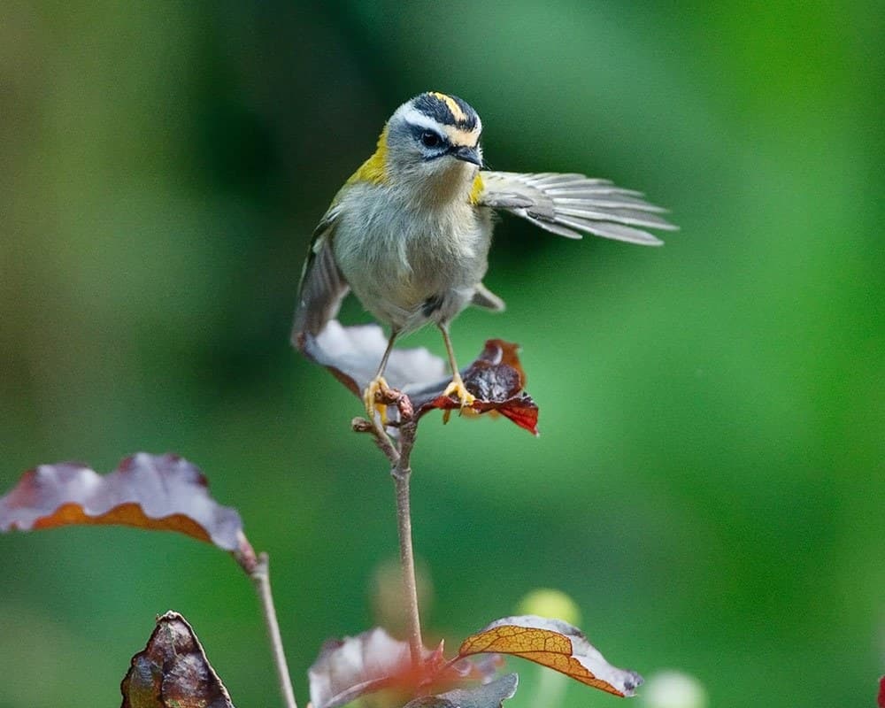 A Firecrest showing its distinct black and white eye stripes and bright green plumage