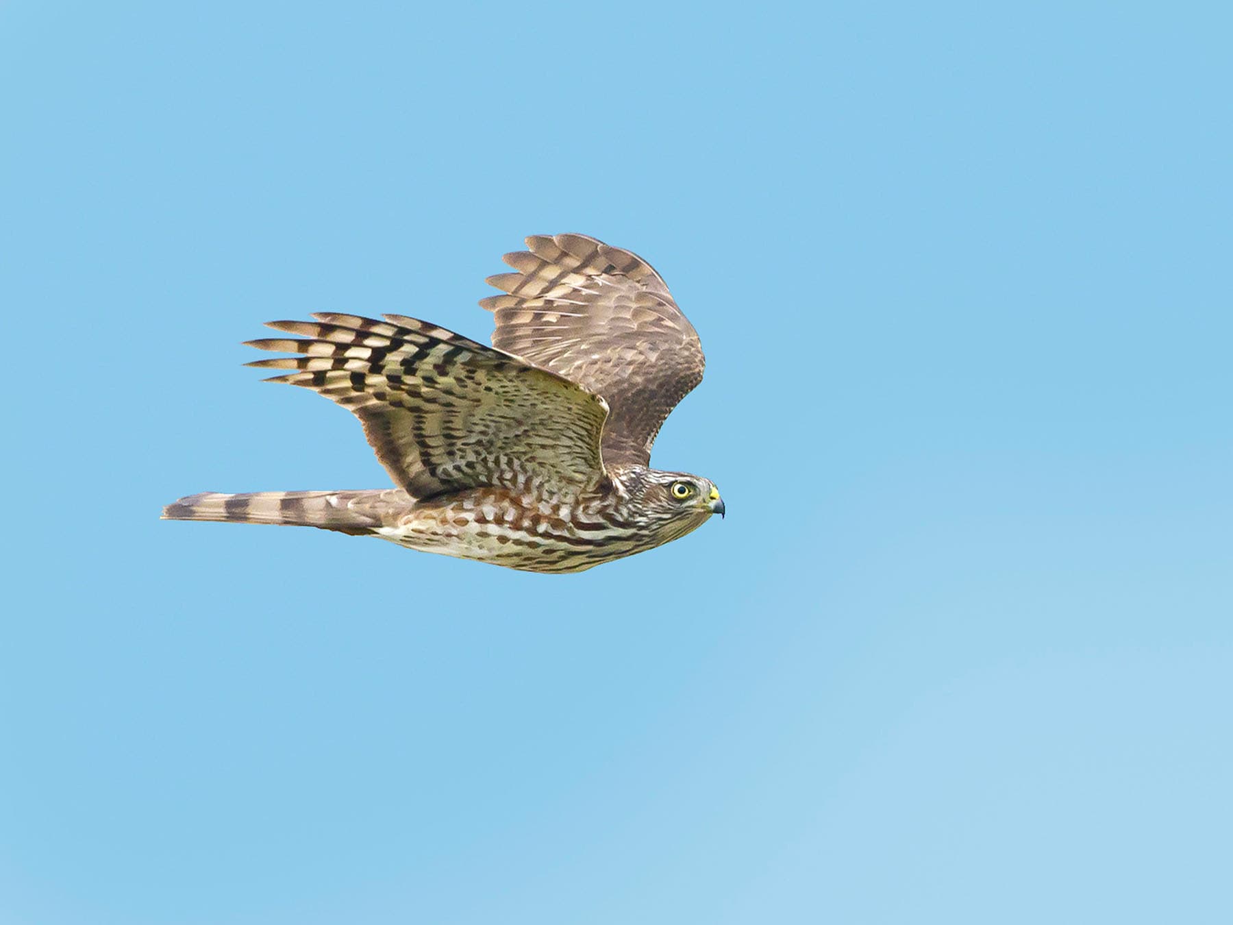 First winter sharp shinned hawk