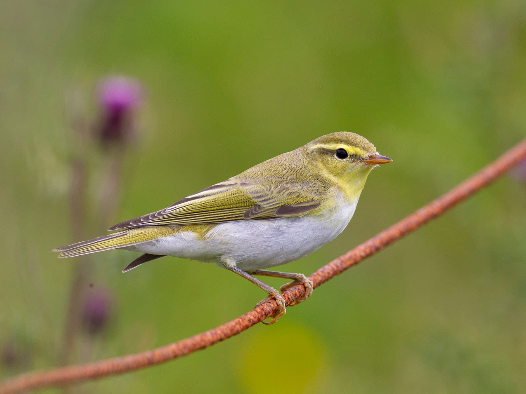 First winter Wood warbler