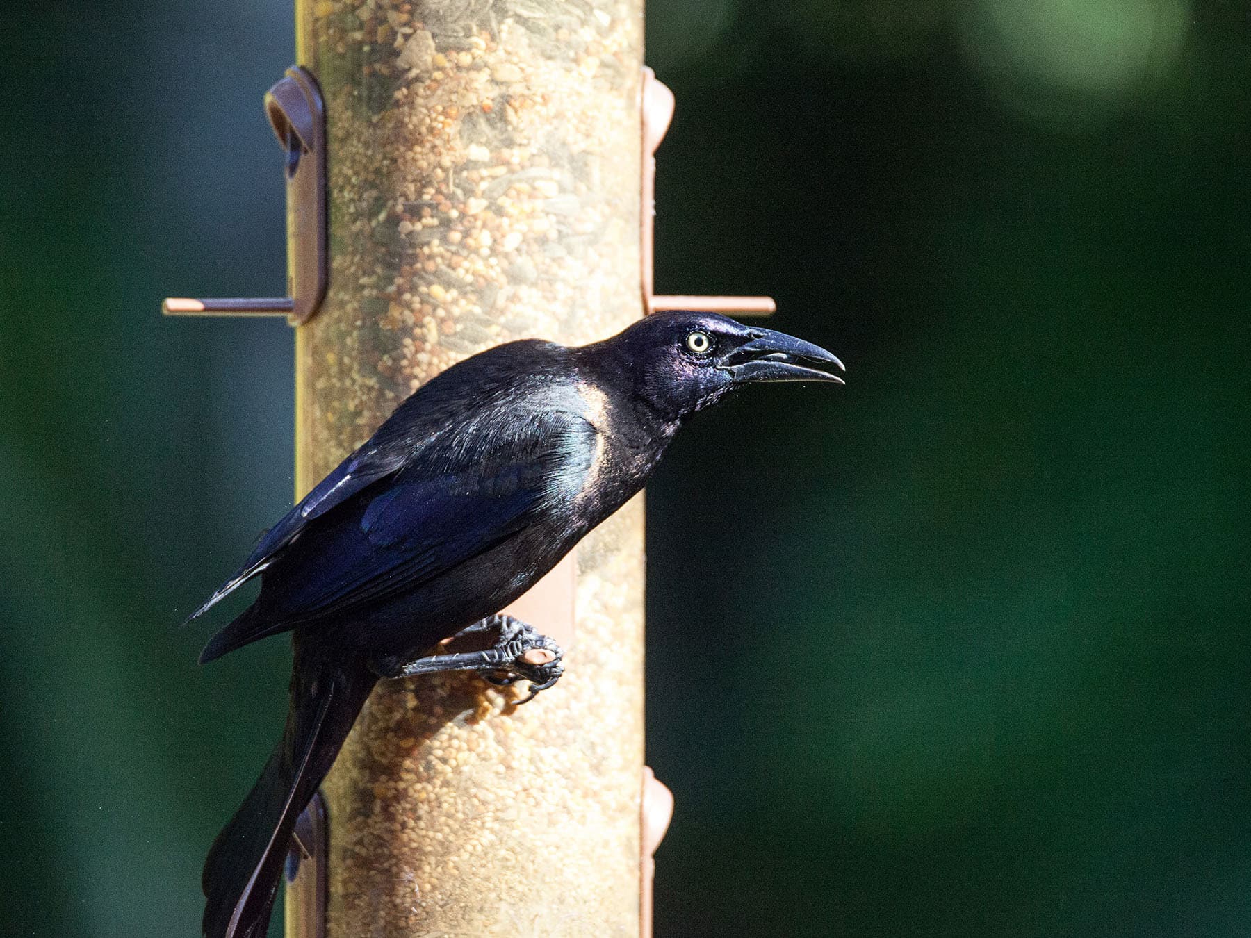 Fish crow feeding on seeds at bird feeder