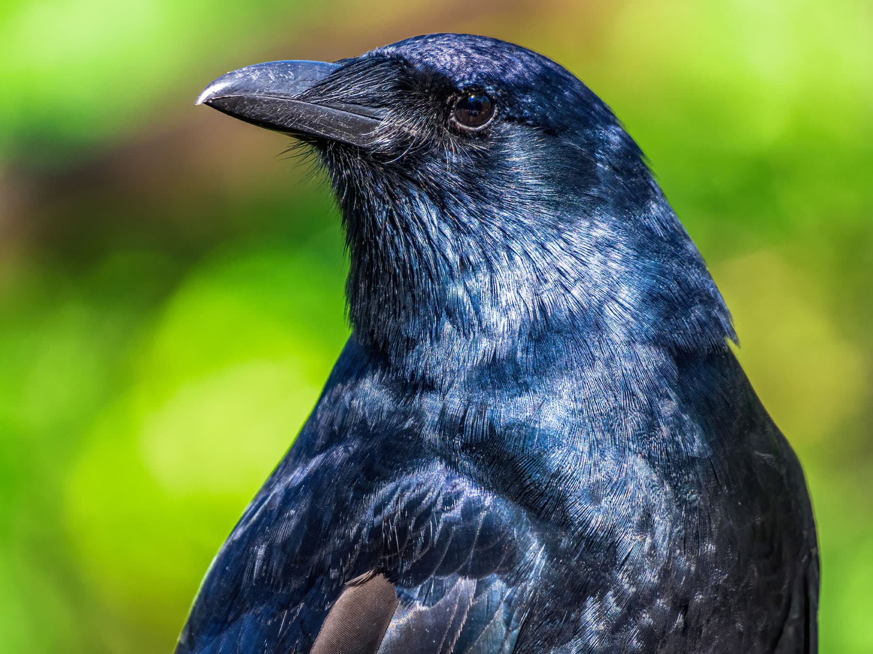 Portrait of a Fish Crow
