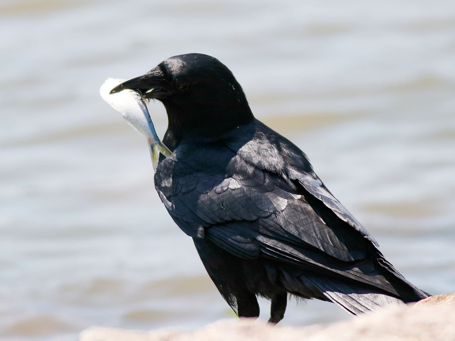 Fish Crow with a fish in its beak