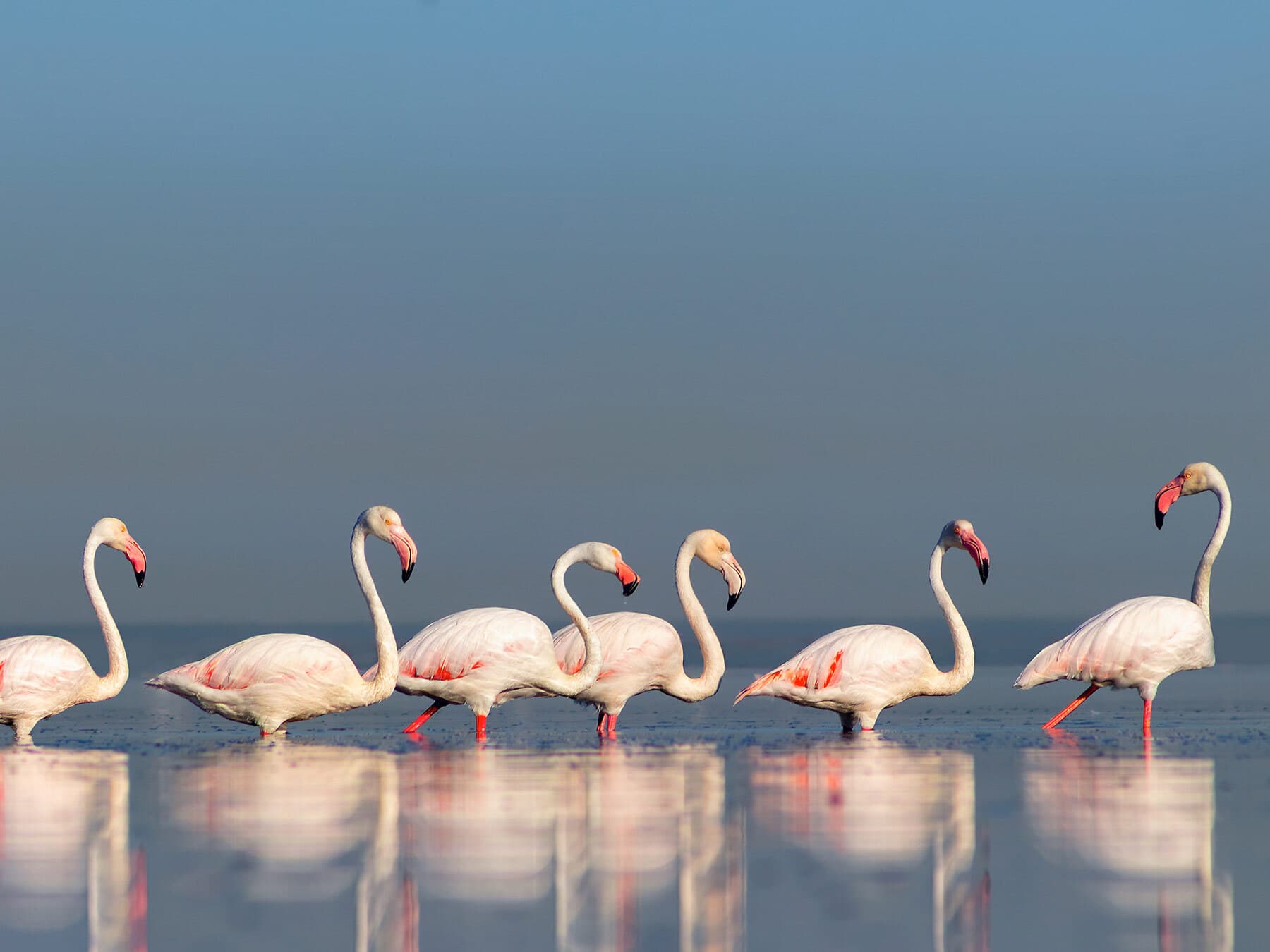 Flamboyance of flamingos