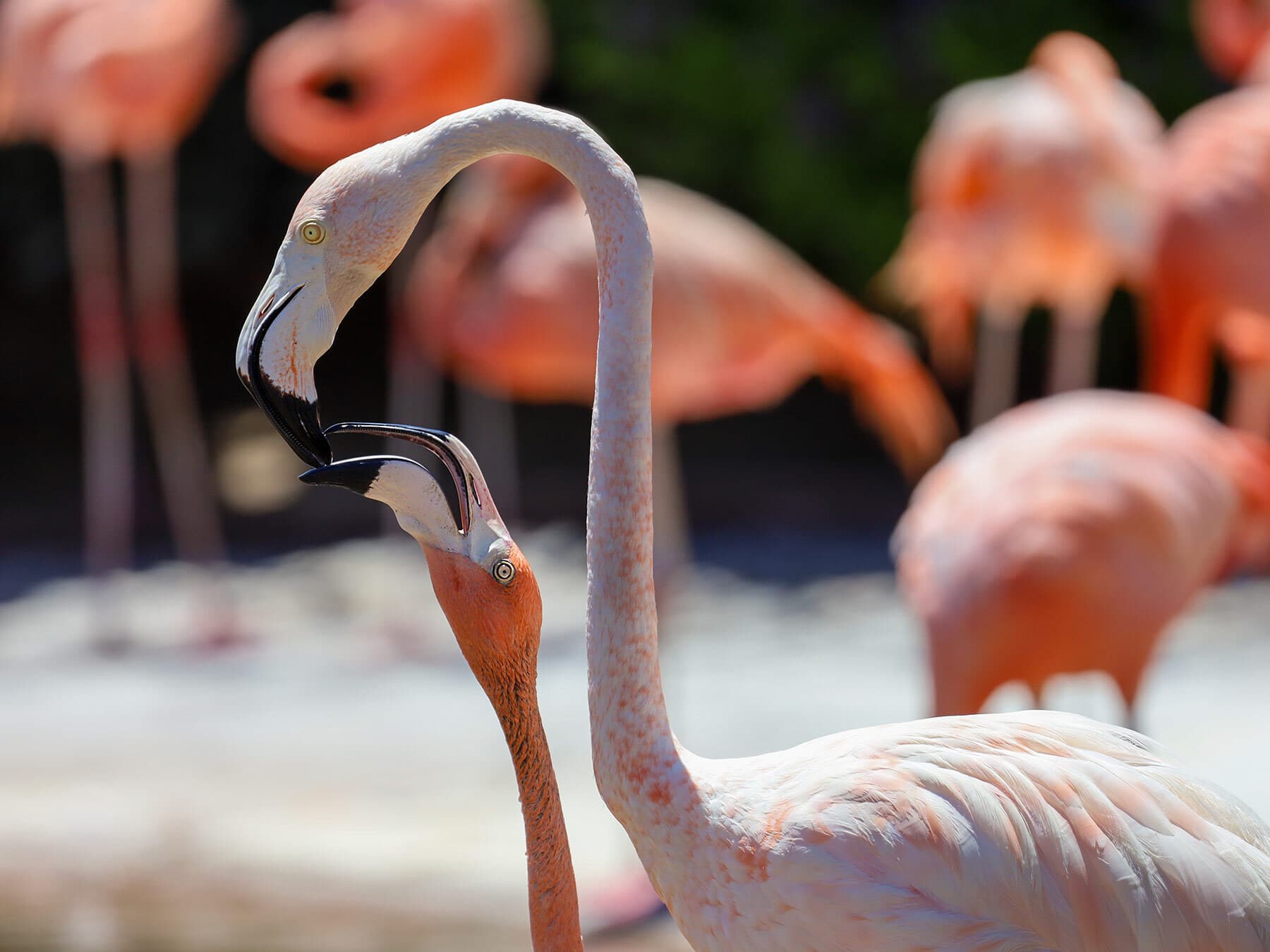 Flamingo feeding crop milk