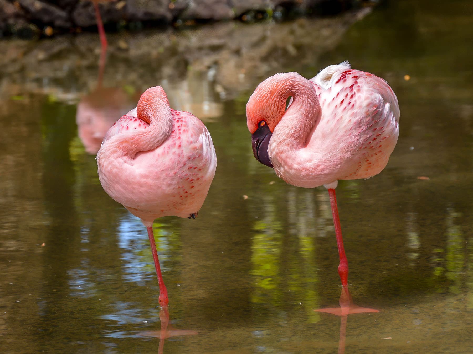Flamingos sleeping in shallow water