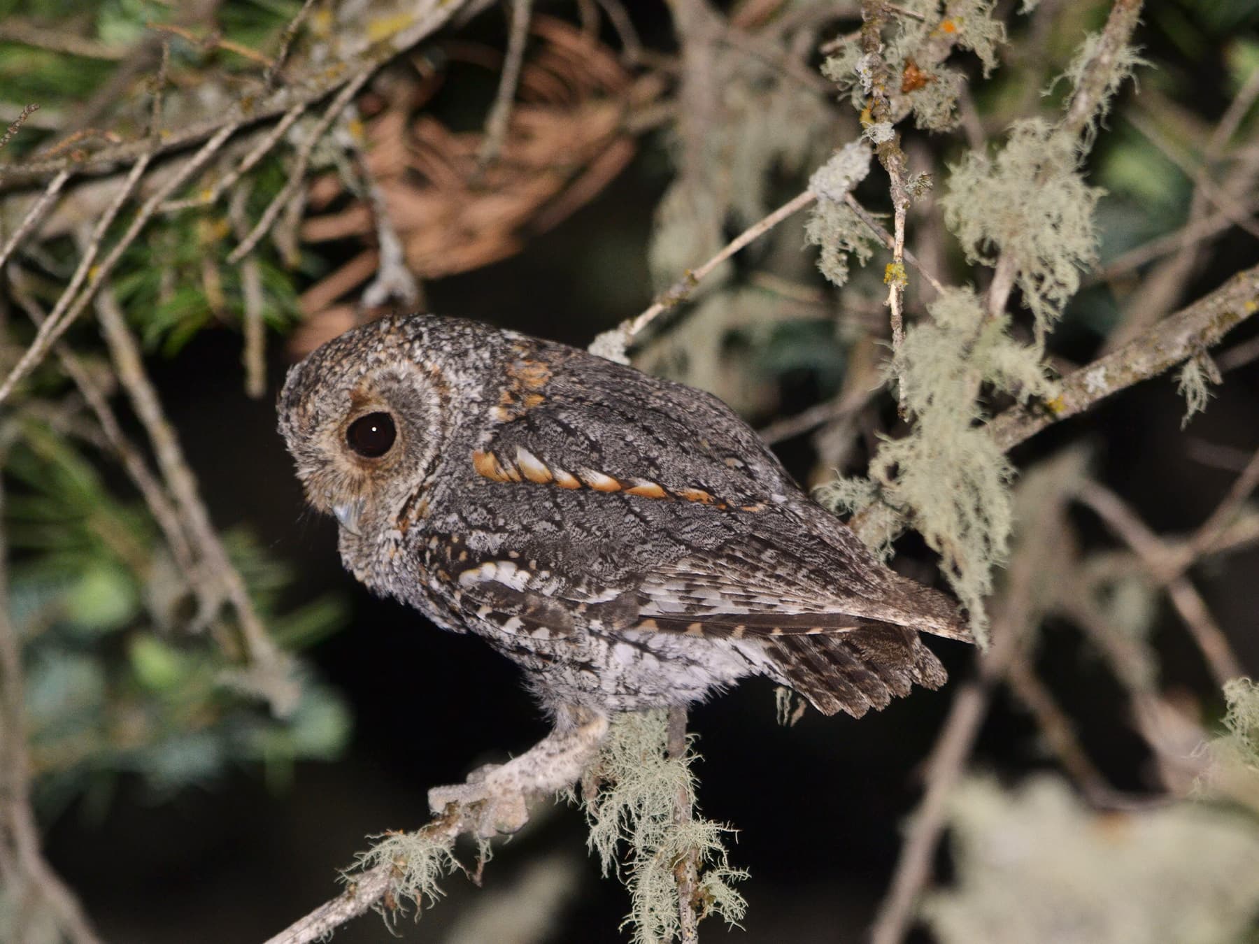 Flammulated Owl in forest habitat