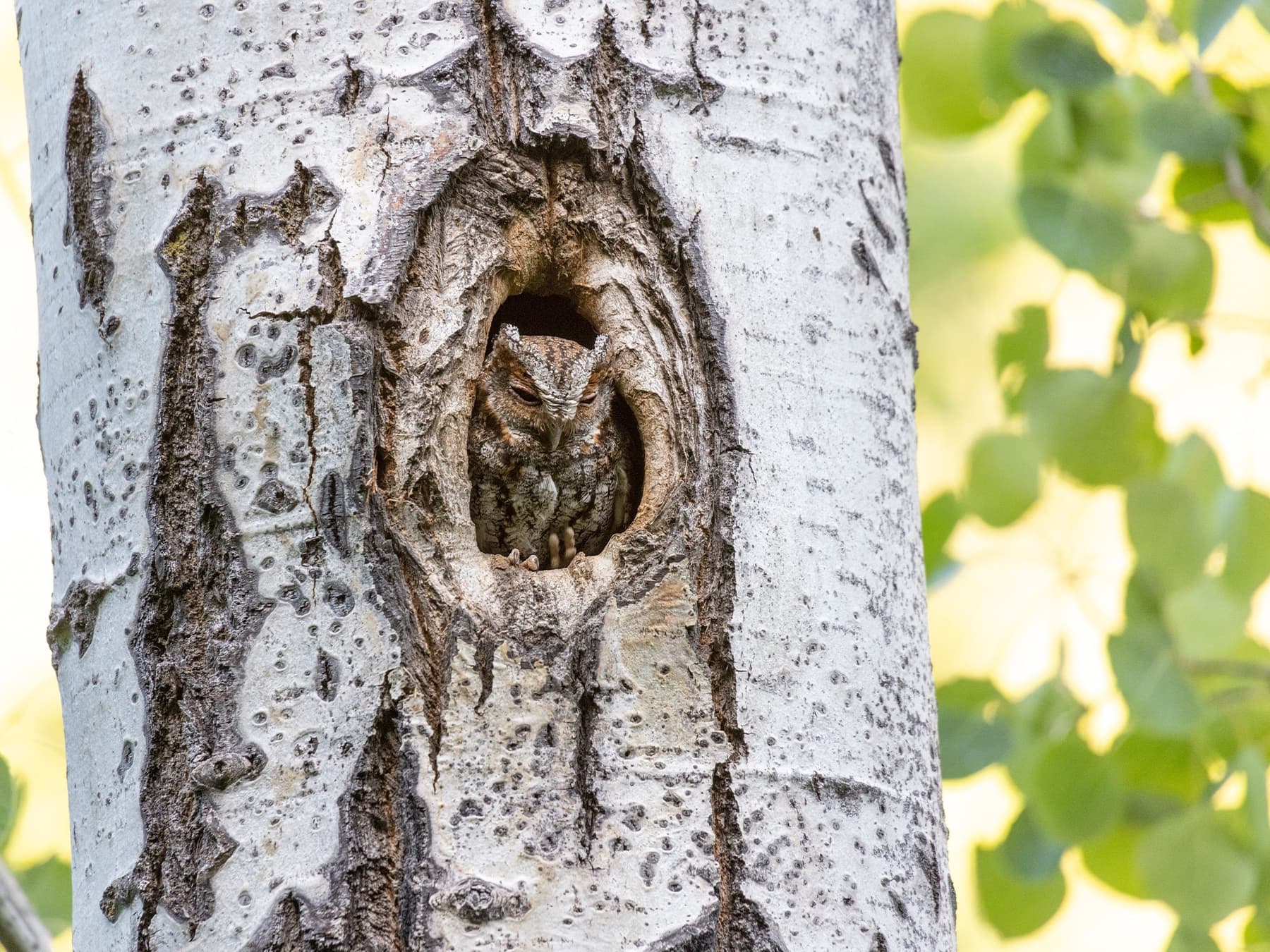 Flammulated Owl in nest cavity