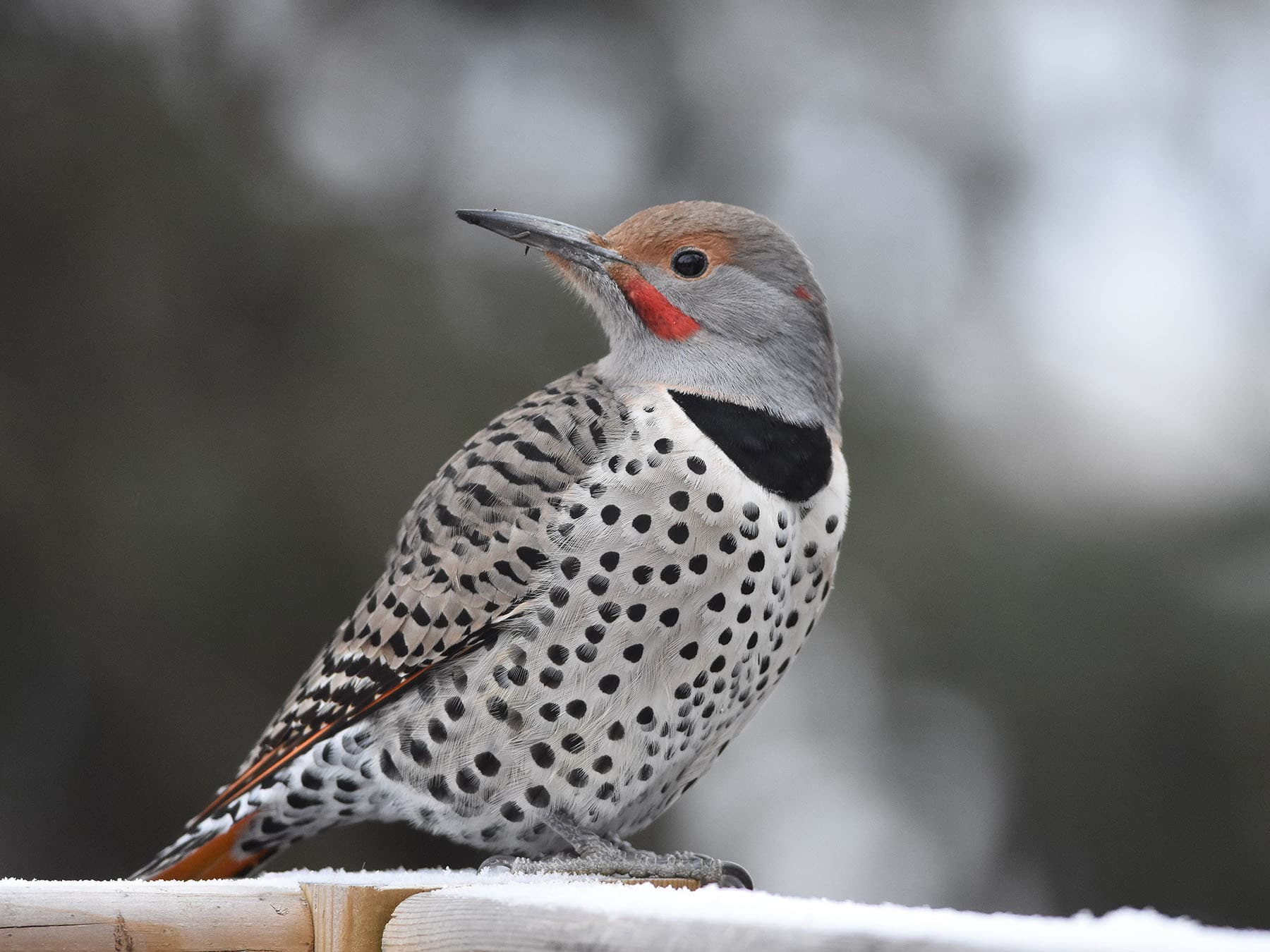 Flicker close up