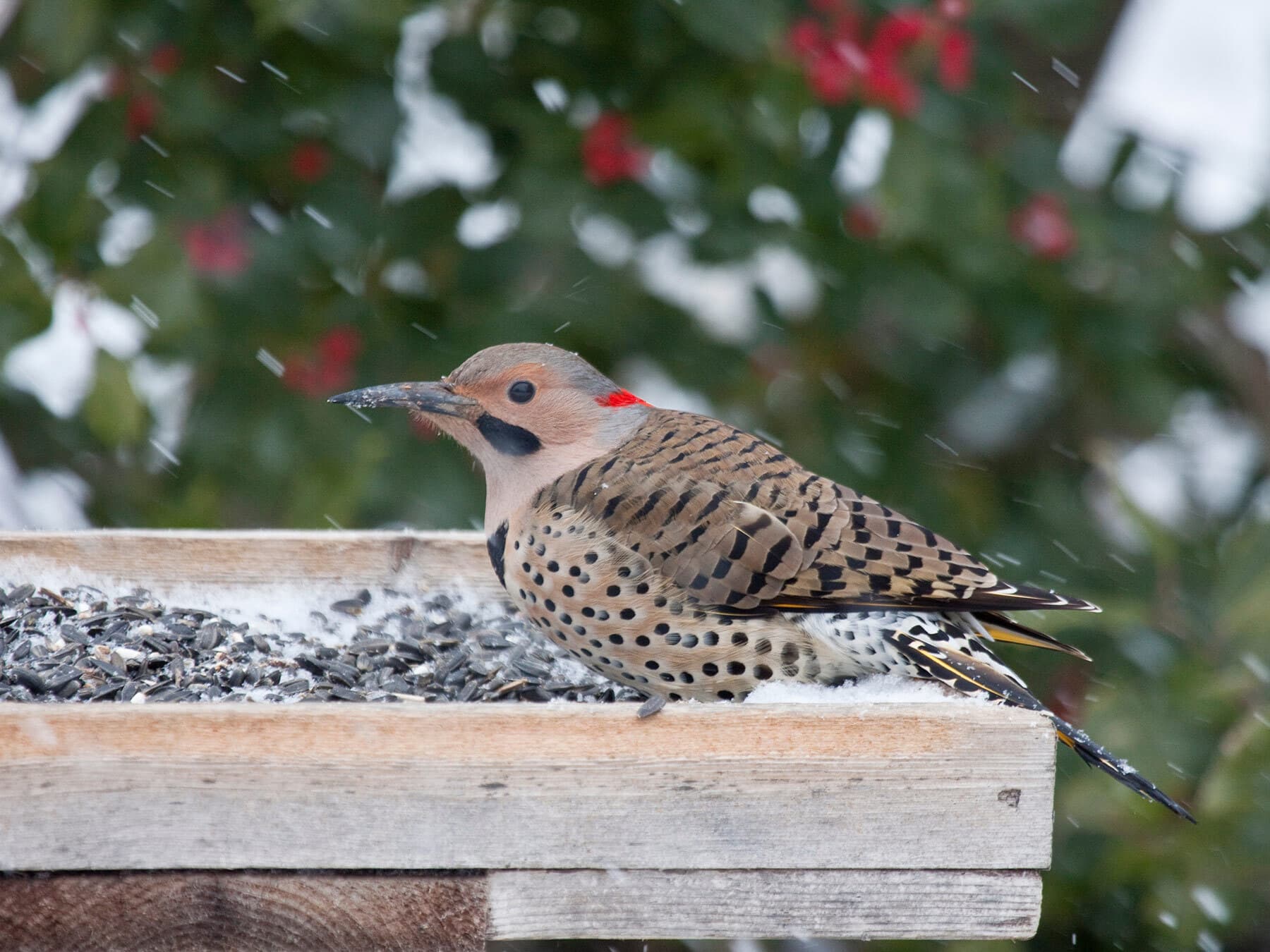 Flicker eating from feeder