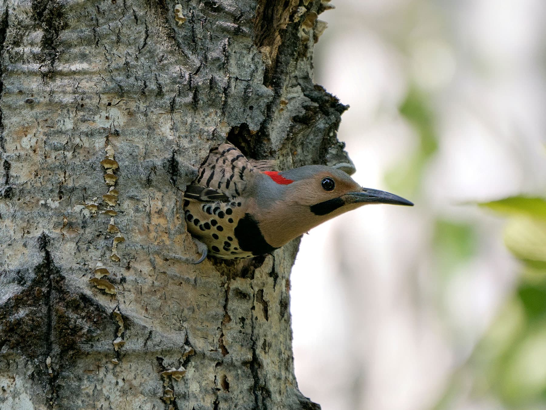 Flicker nest