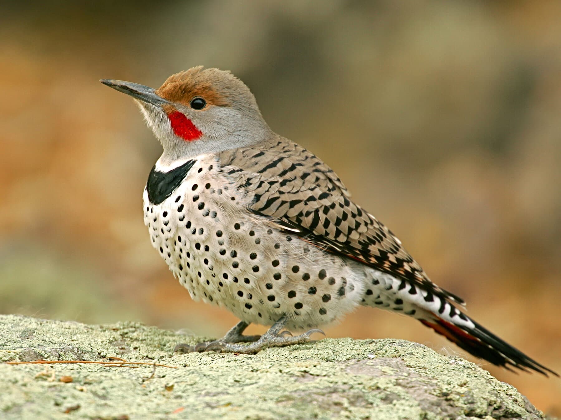 Flicker perched on ground