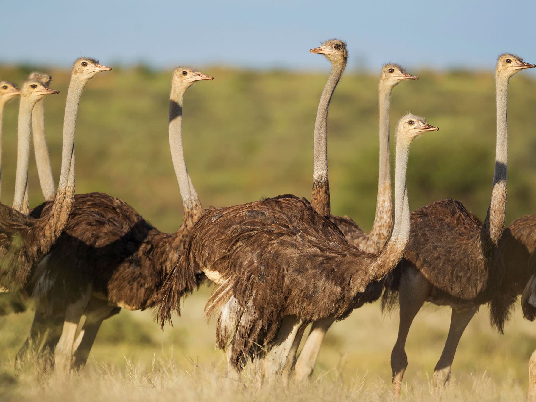 Flock female ostriches