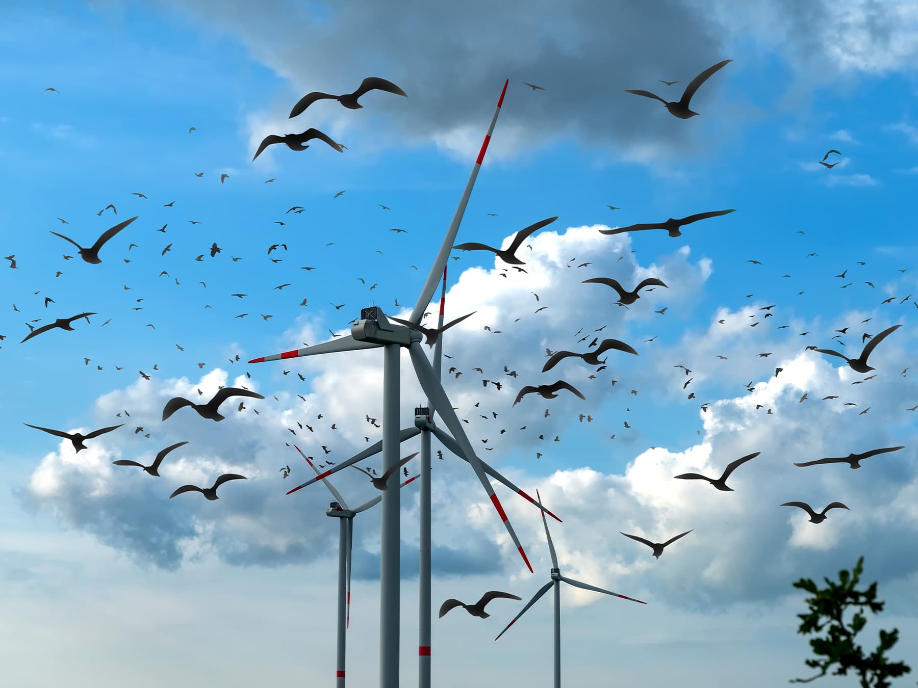 Flock of birds flying near wind turbines