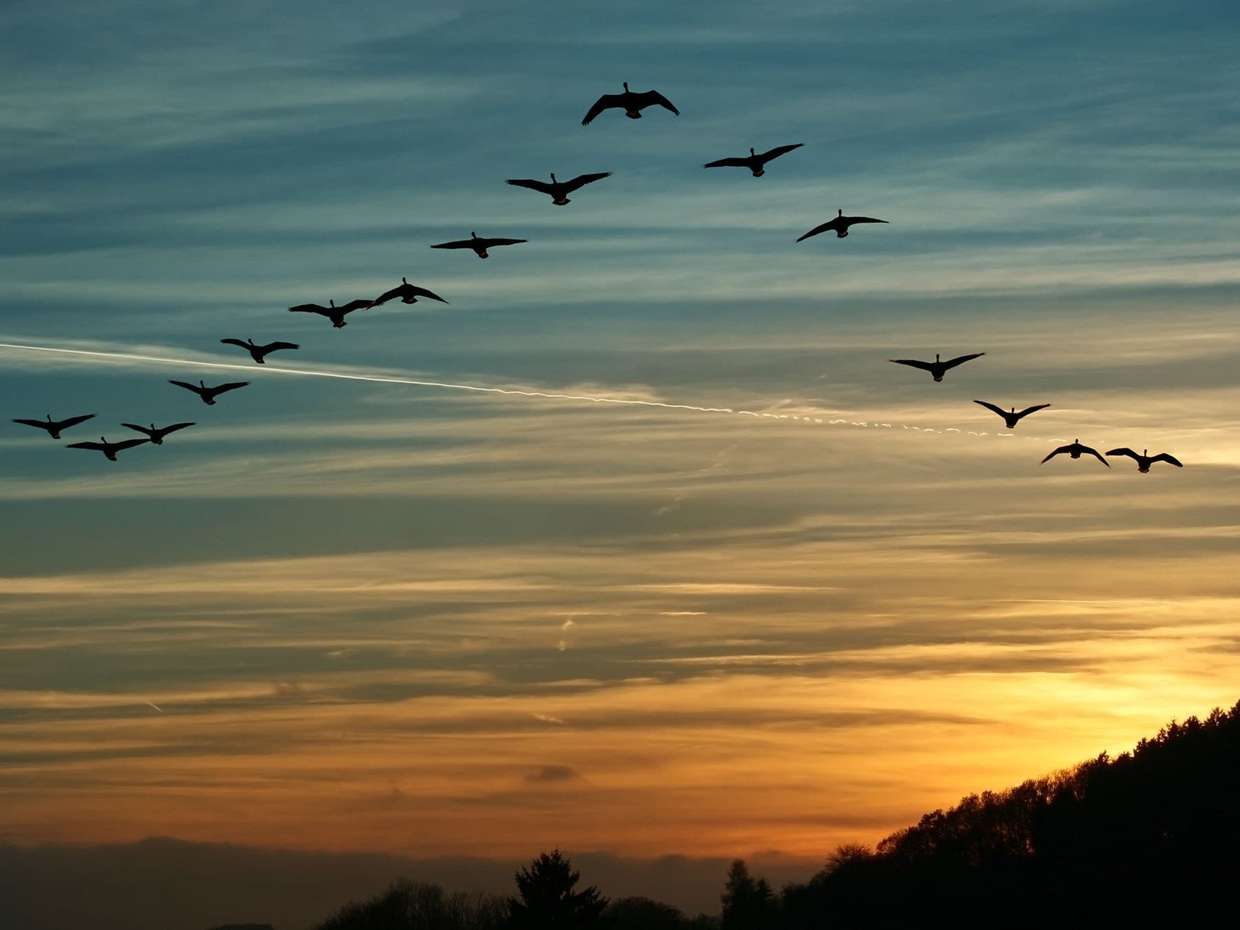Flock of canada geese migrating