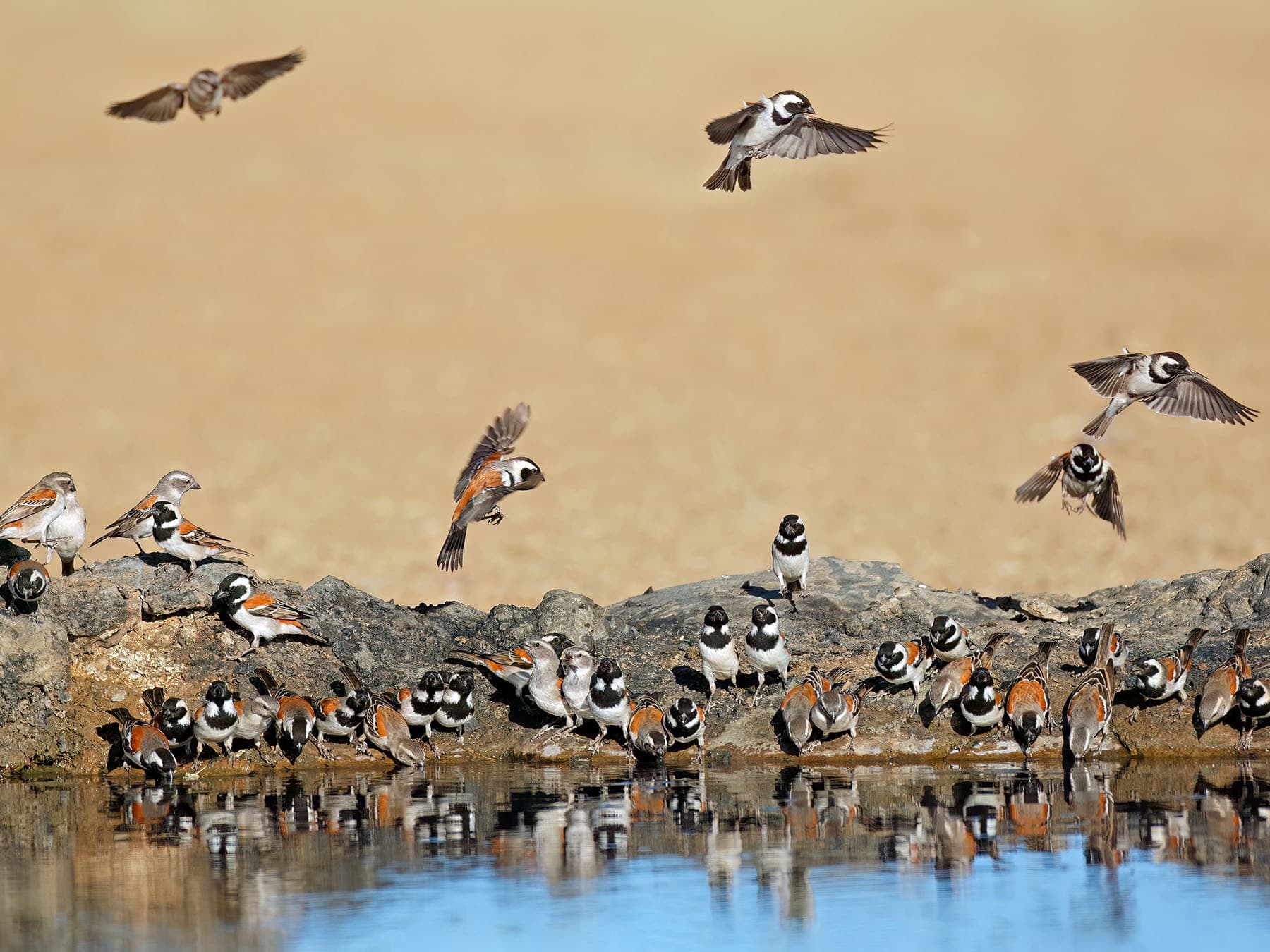 Flock of Cape Sparrows in natural habitat