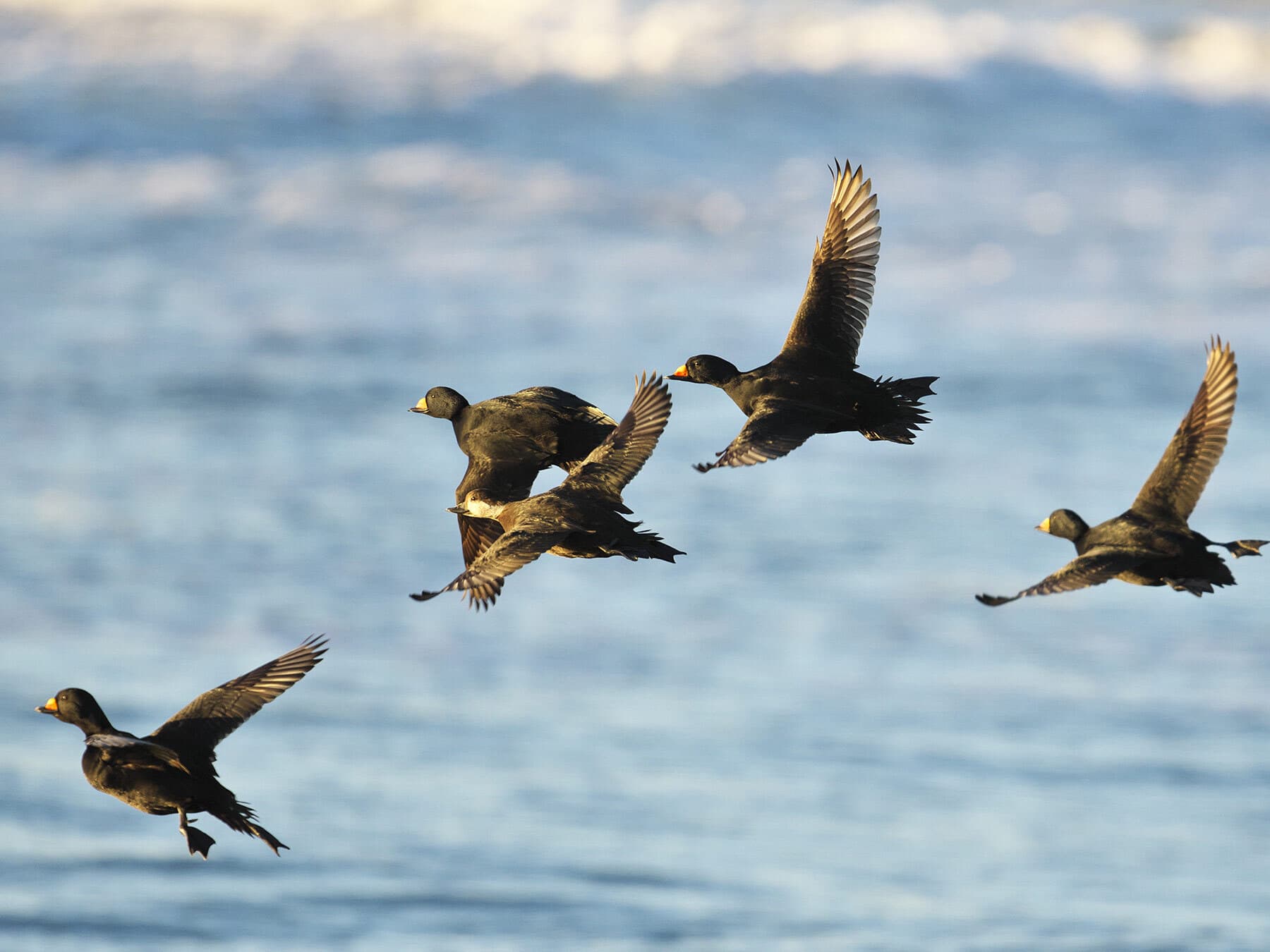 A flock of Common Scoter
