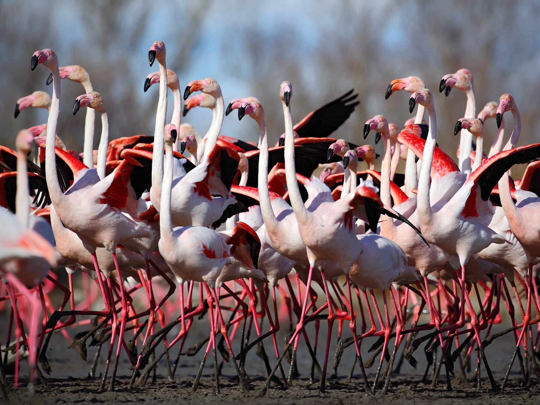 A large flock of Greater Flamingos wading in a shallow lake