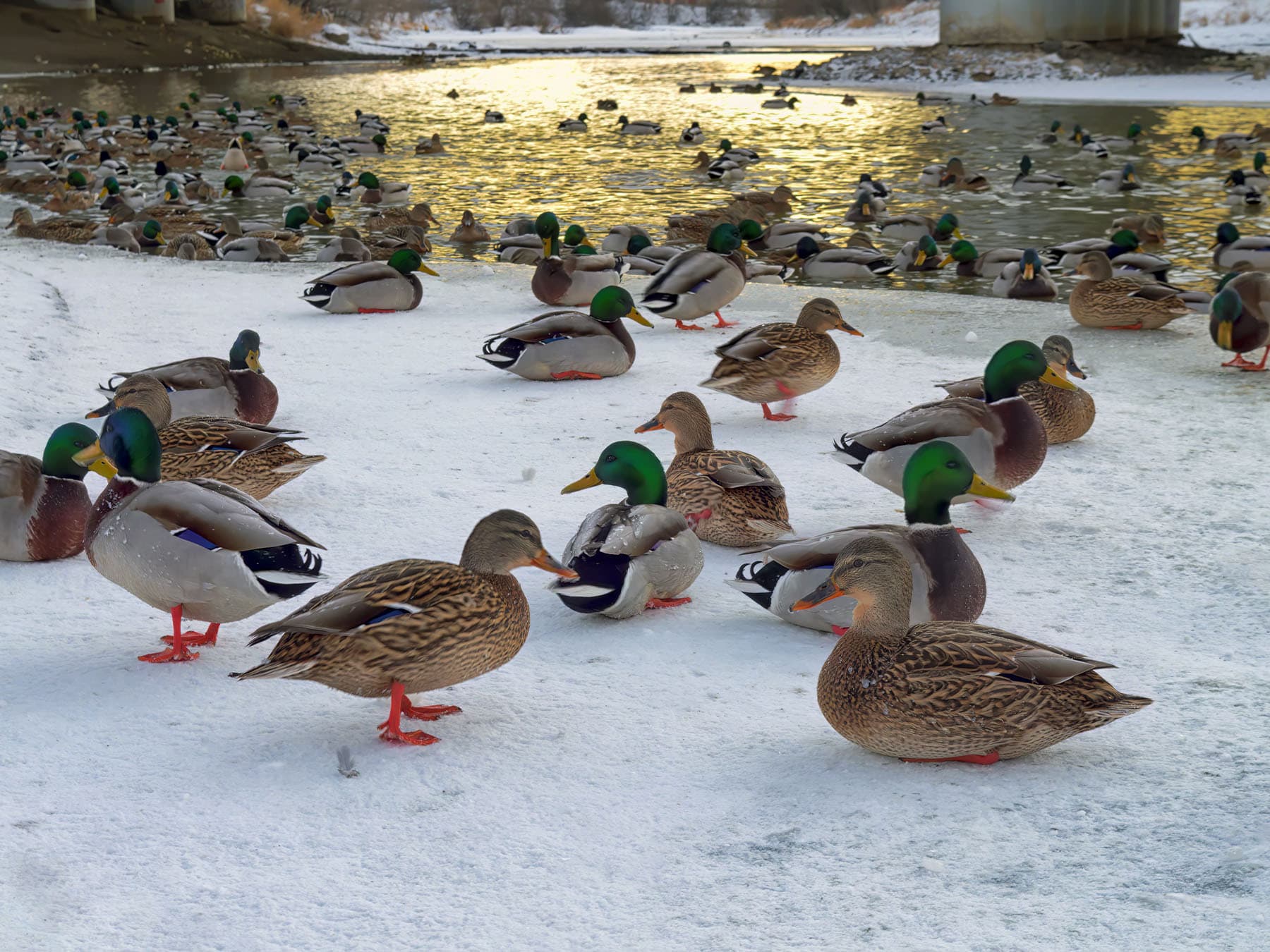 Flock of mallards on land and in river