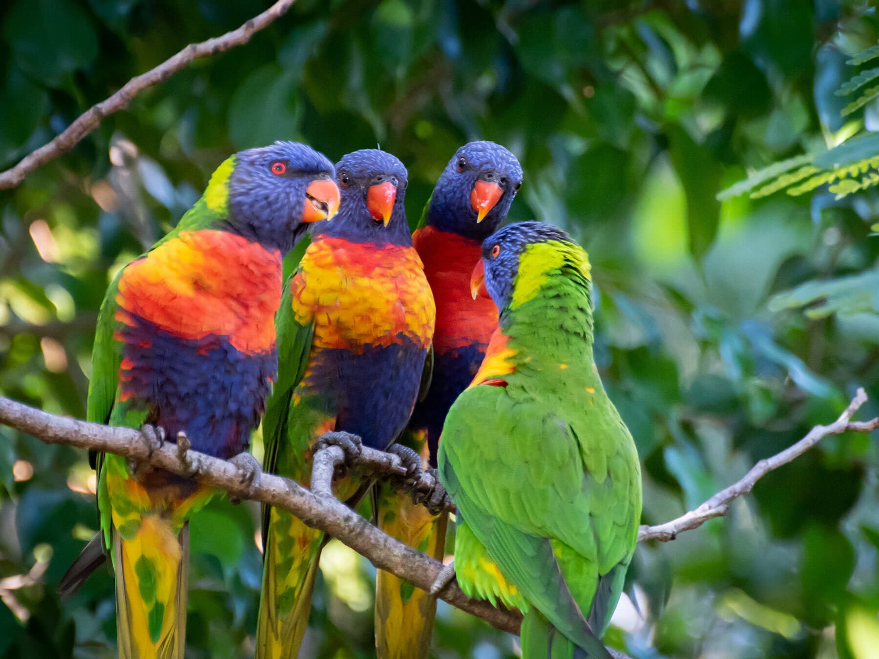 Flock of parrots