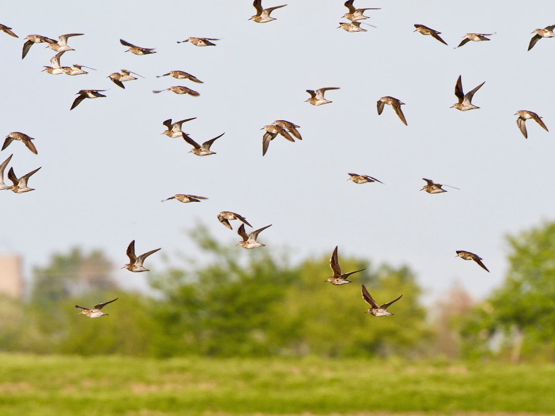 Flock of Pectoral Sandpipers in-flight