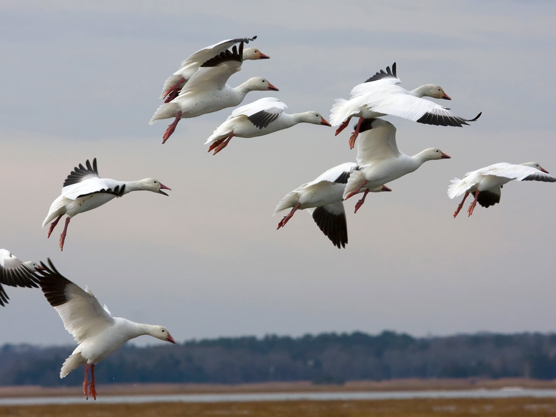 Flock of Snow Geese in-flight