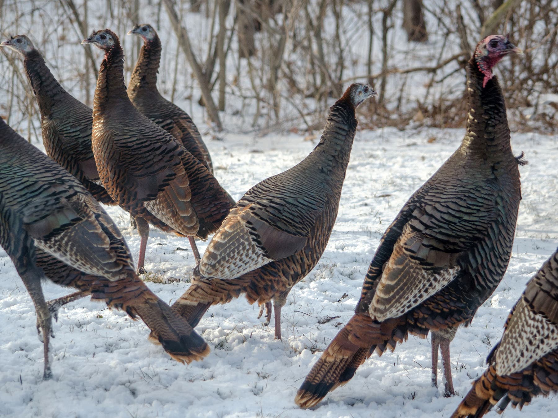 Flock of wild turkeys foraging during winter