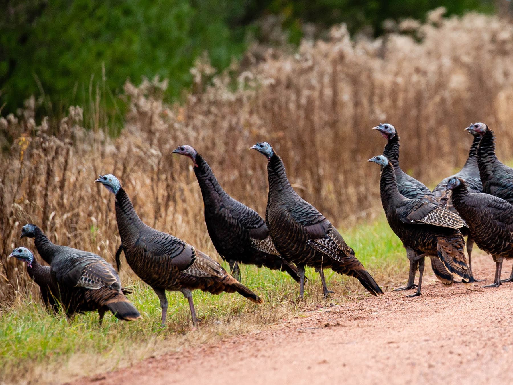 Flock of wild turkeys walking on dirt road