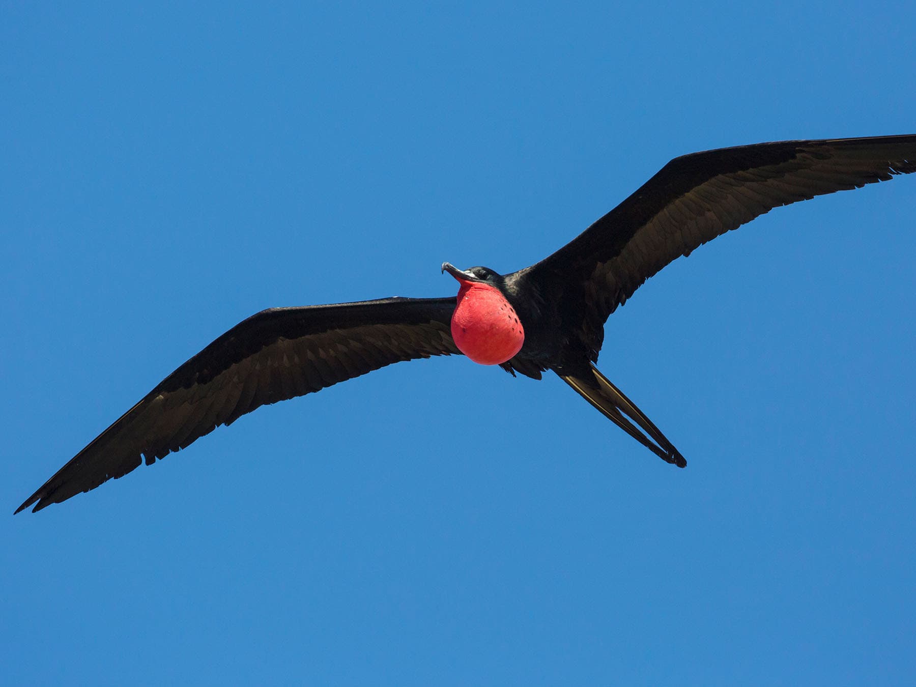 Florida magnificent frigatebird