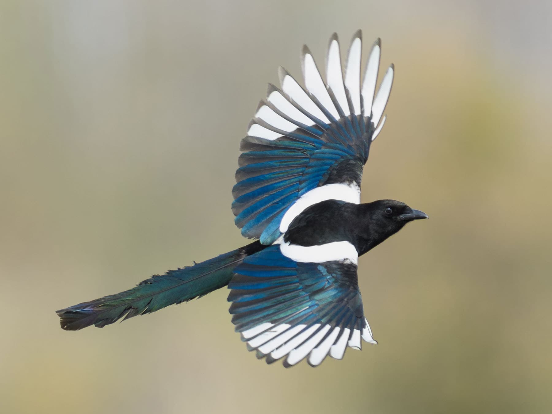 Magpies in the UK are year-round residents