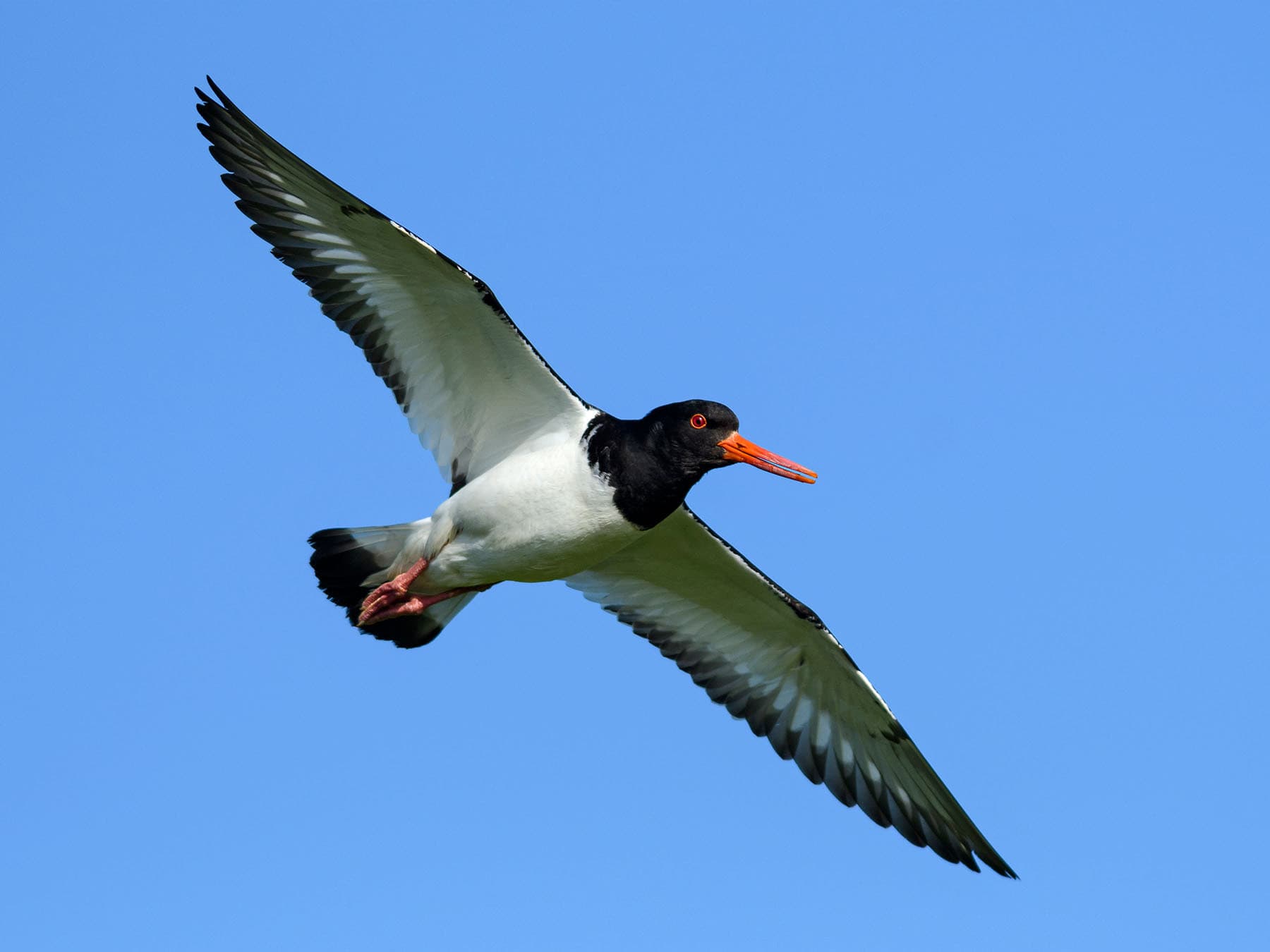 Oystercatcher in flight from below