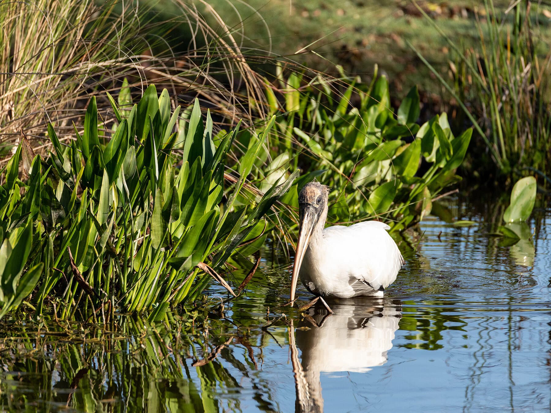 Foraging wood stork