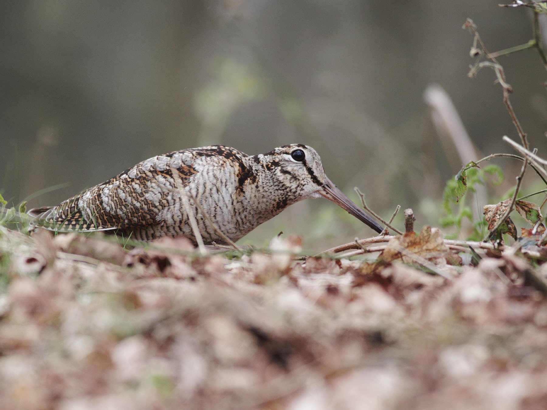 The highly elusive Woodcock, foraging for food on the forest floor
