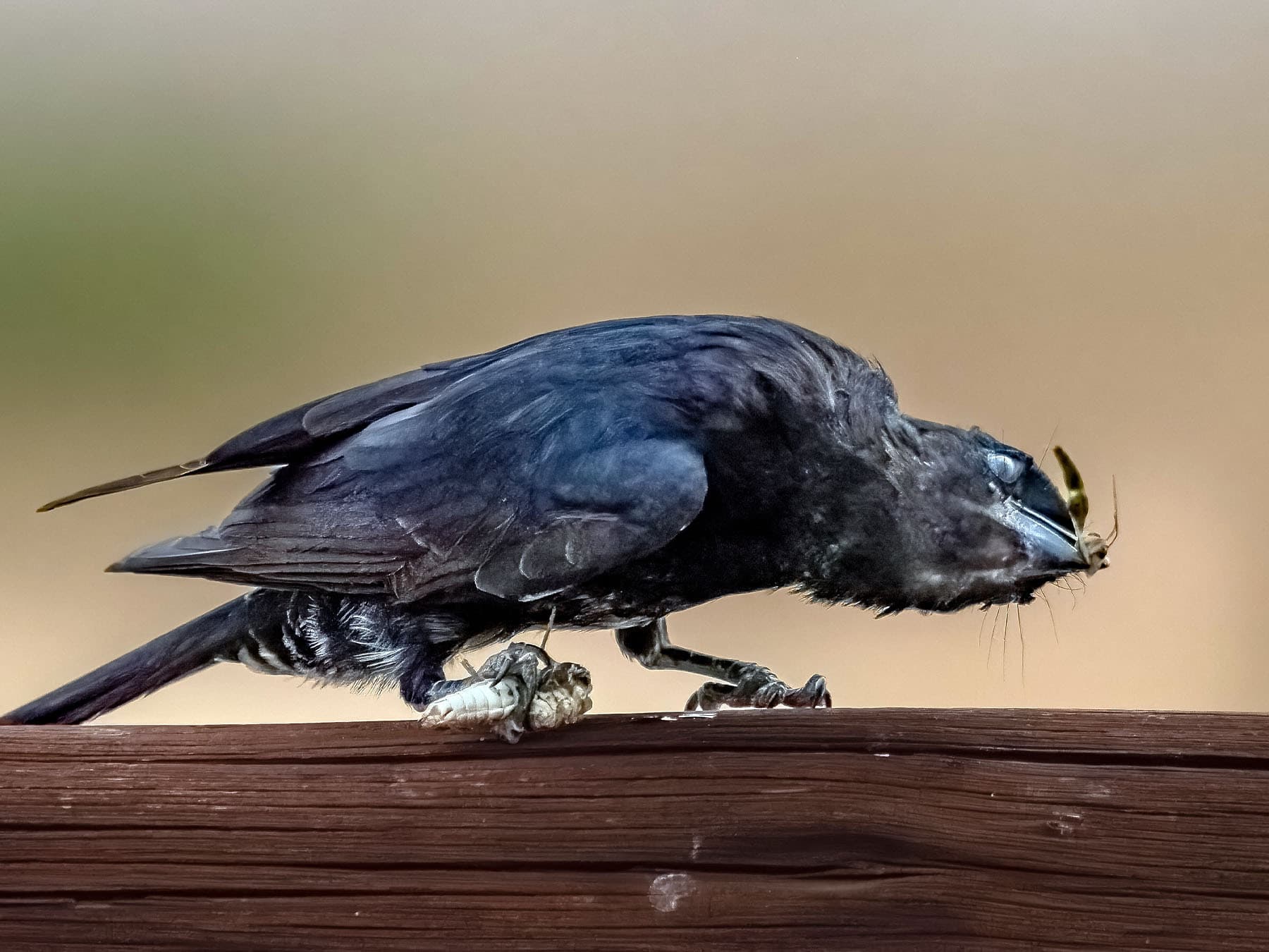 Fork-tailed Drongo feeding on prey