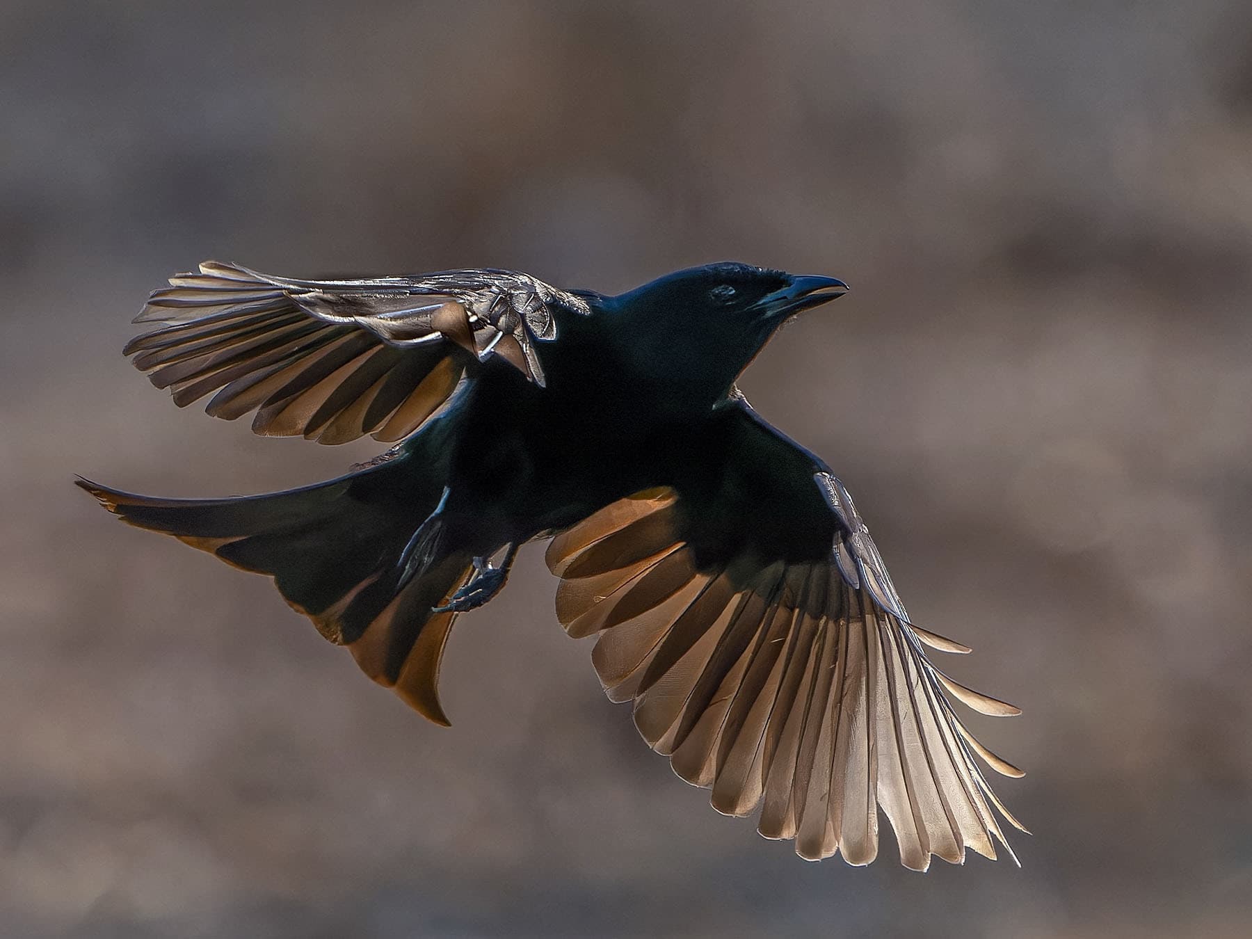 Fork-tailed Drongo in-flight