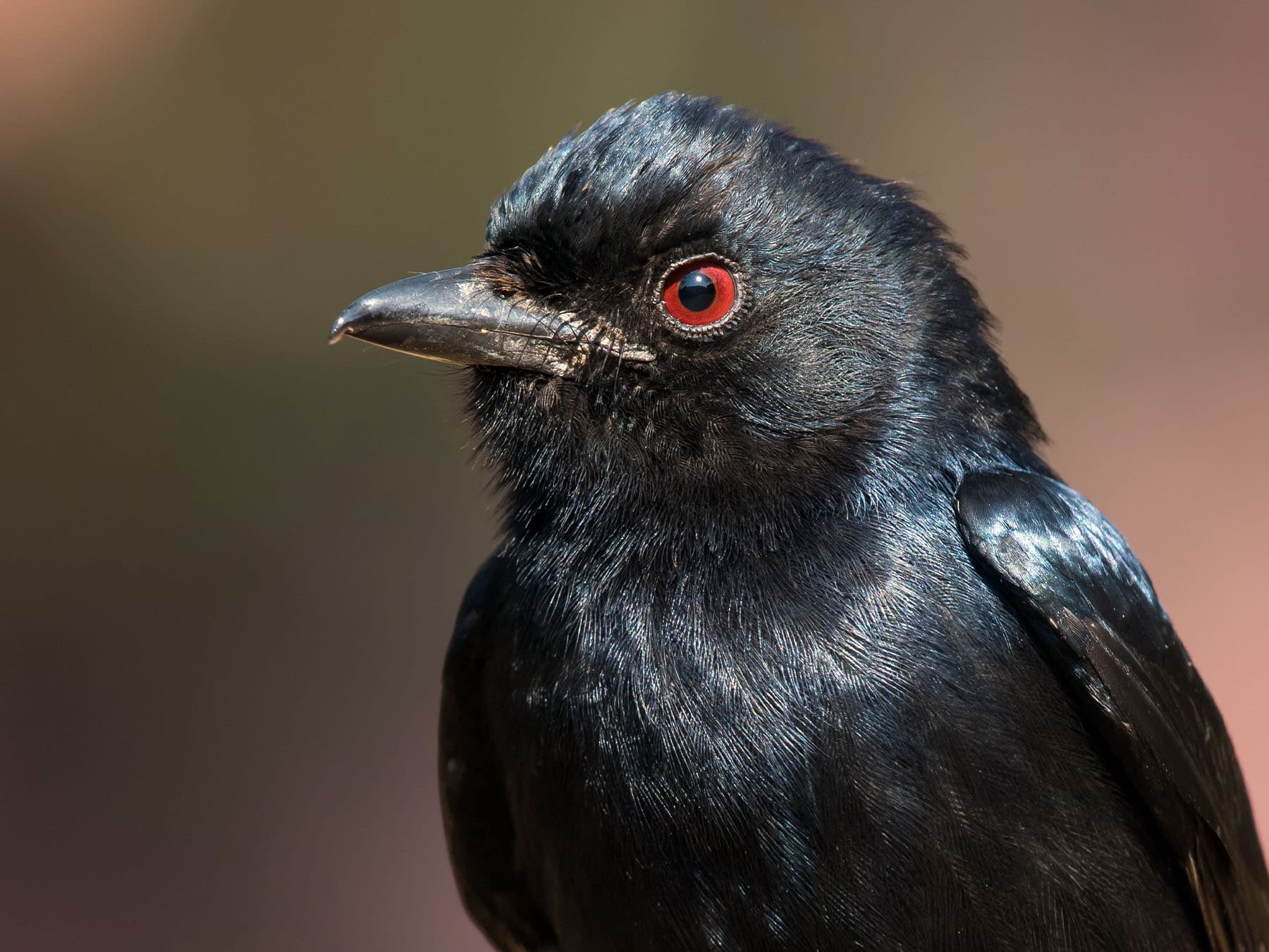 Portrait of Fork-tailed Drongo