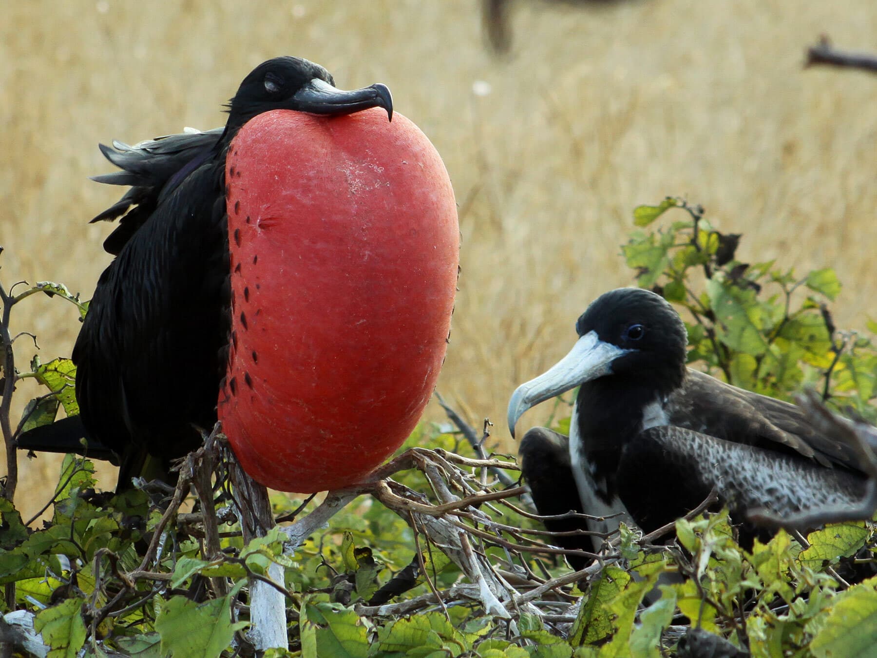 Frigate bird courtship display