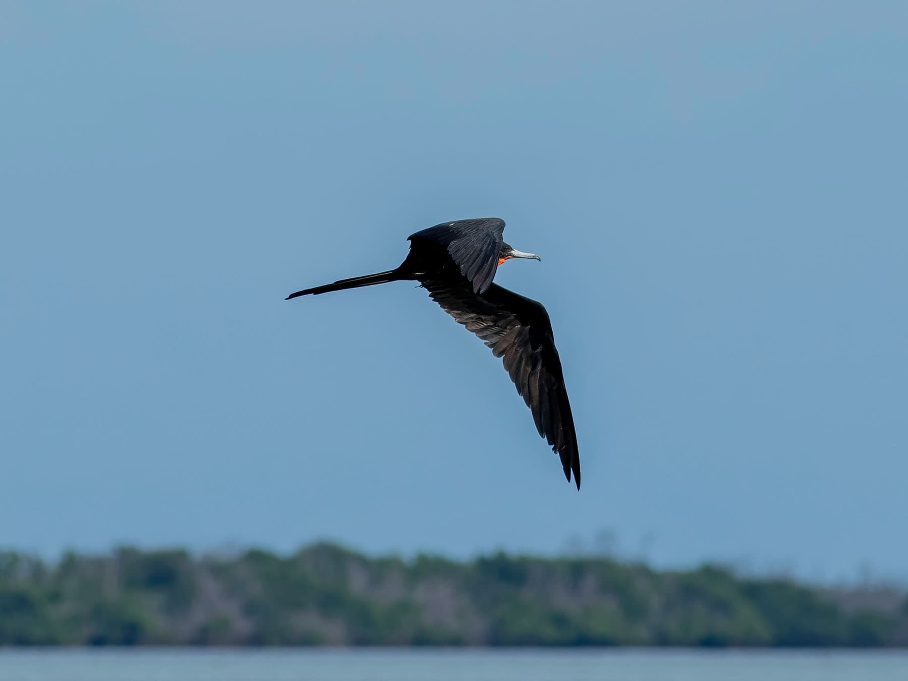 Frigatebird florida keys