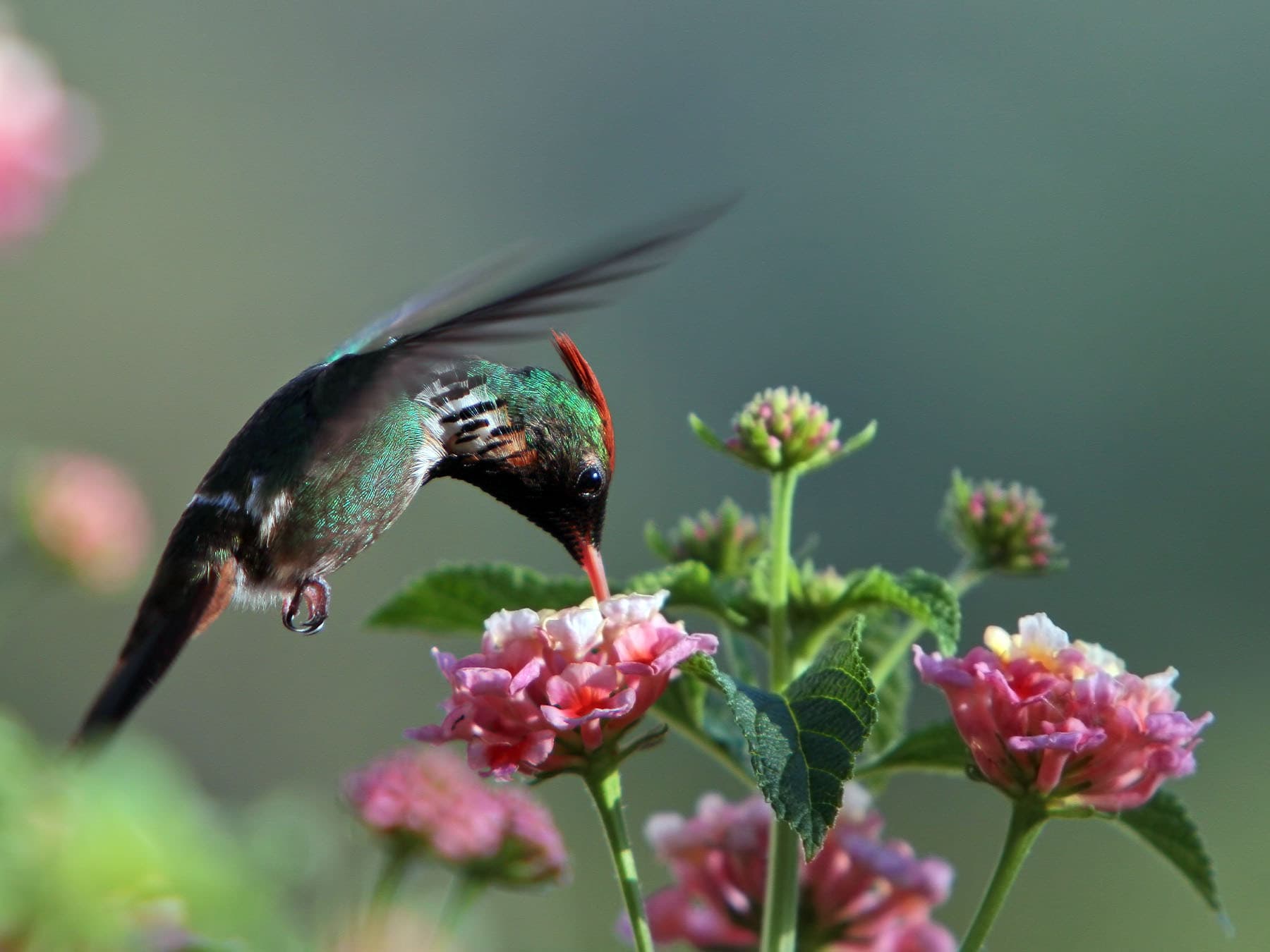 Frilled Coquette in-flight feeding on nectar