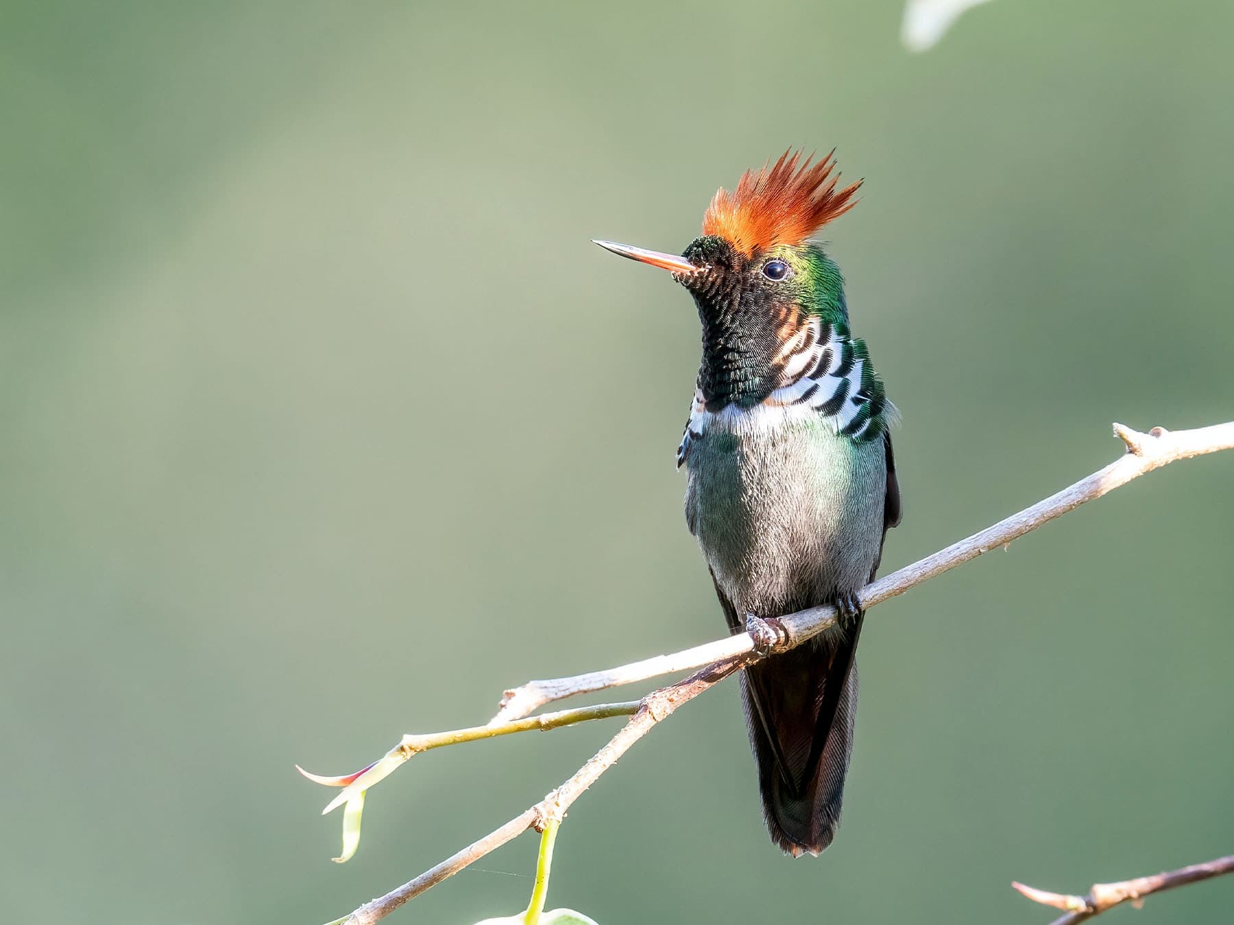 Frilled Coquette perching on a branch