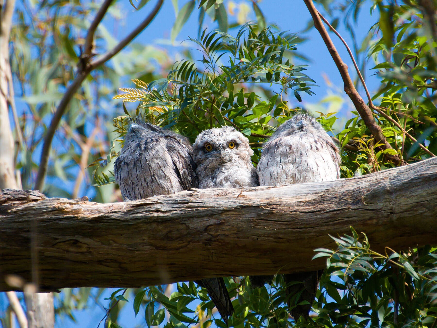 Frogmouth chick