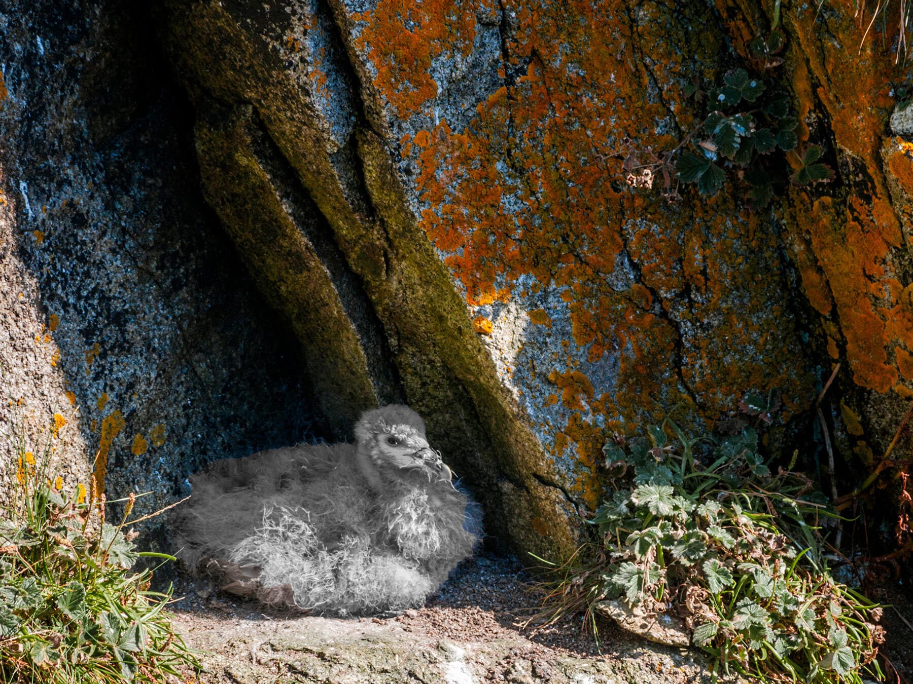 Fulmar chick sat on the nest, waiting for food