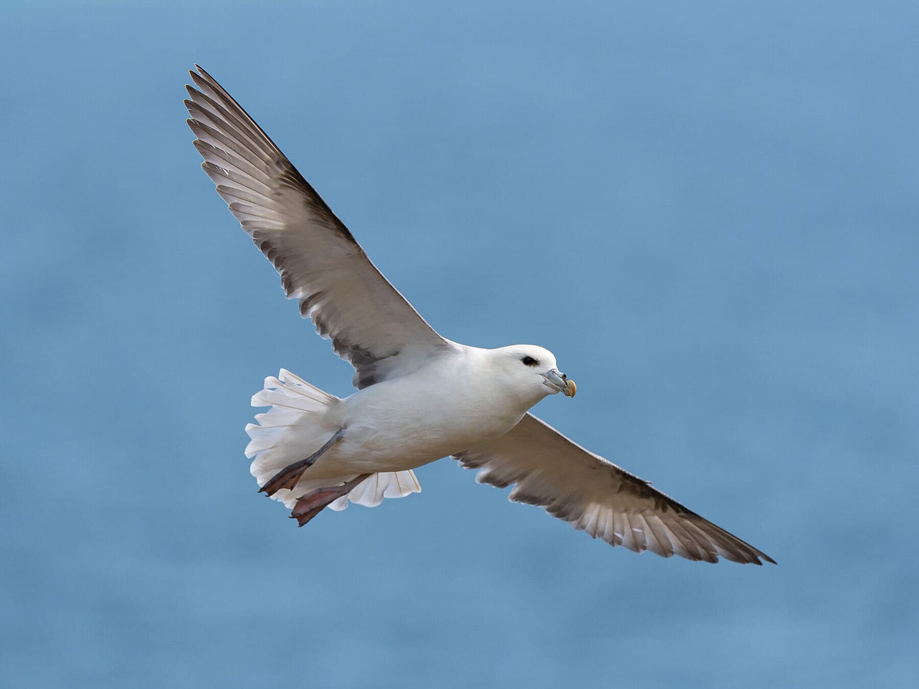 Northern fulmar flying (Fulmarus glacialis) Saltee Island, Ireland