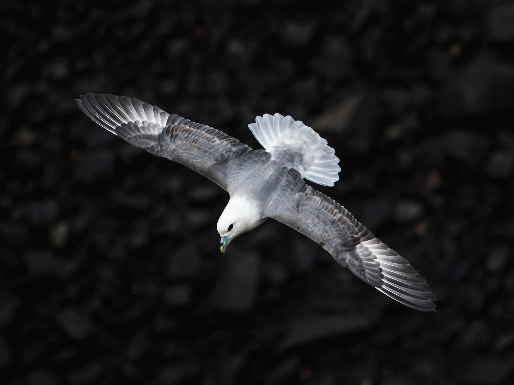 Fulmar flying over rocks at Hawkcraig, Aberdour Scotland